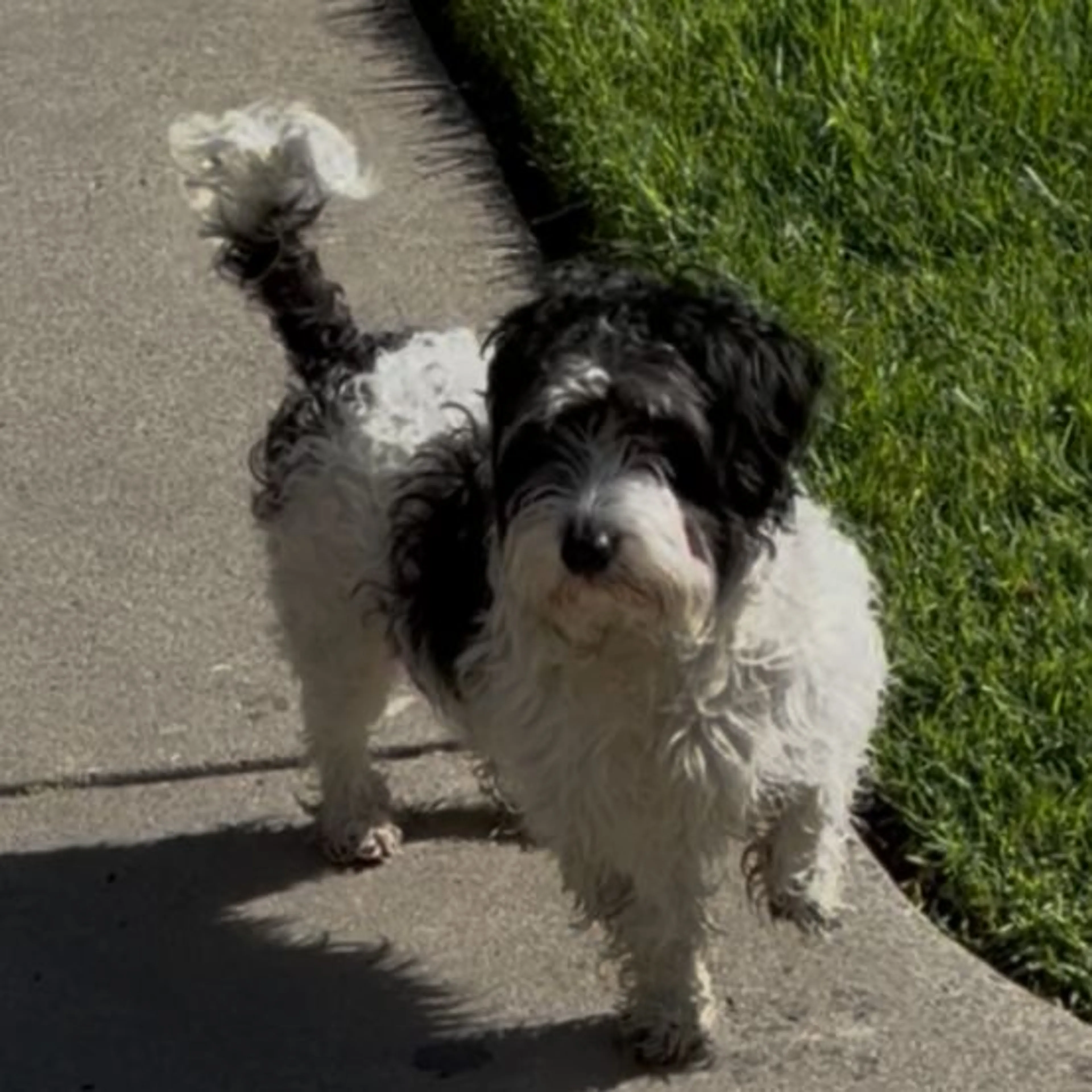 Lost pet