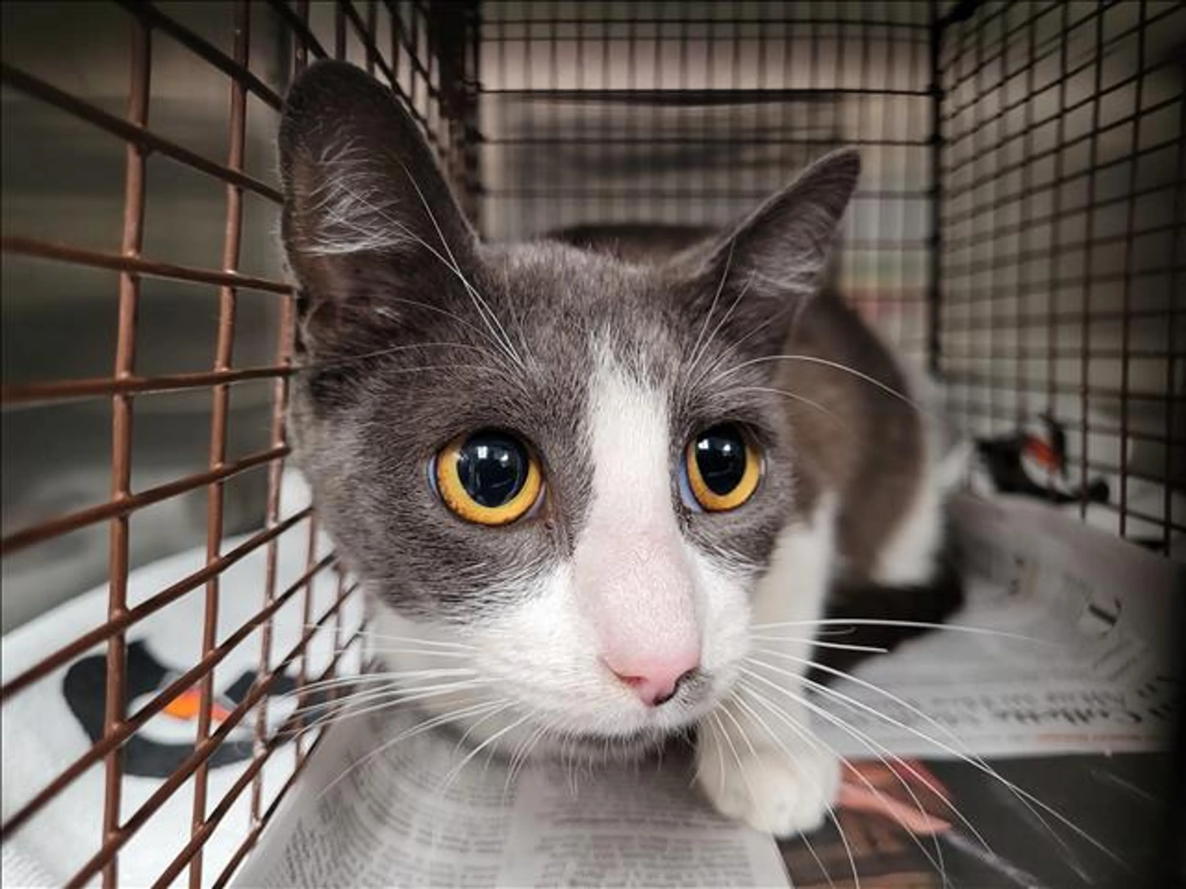 Found pet