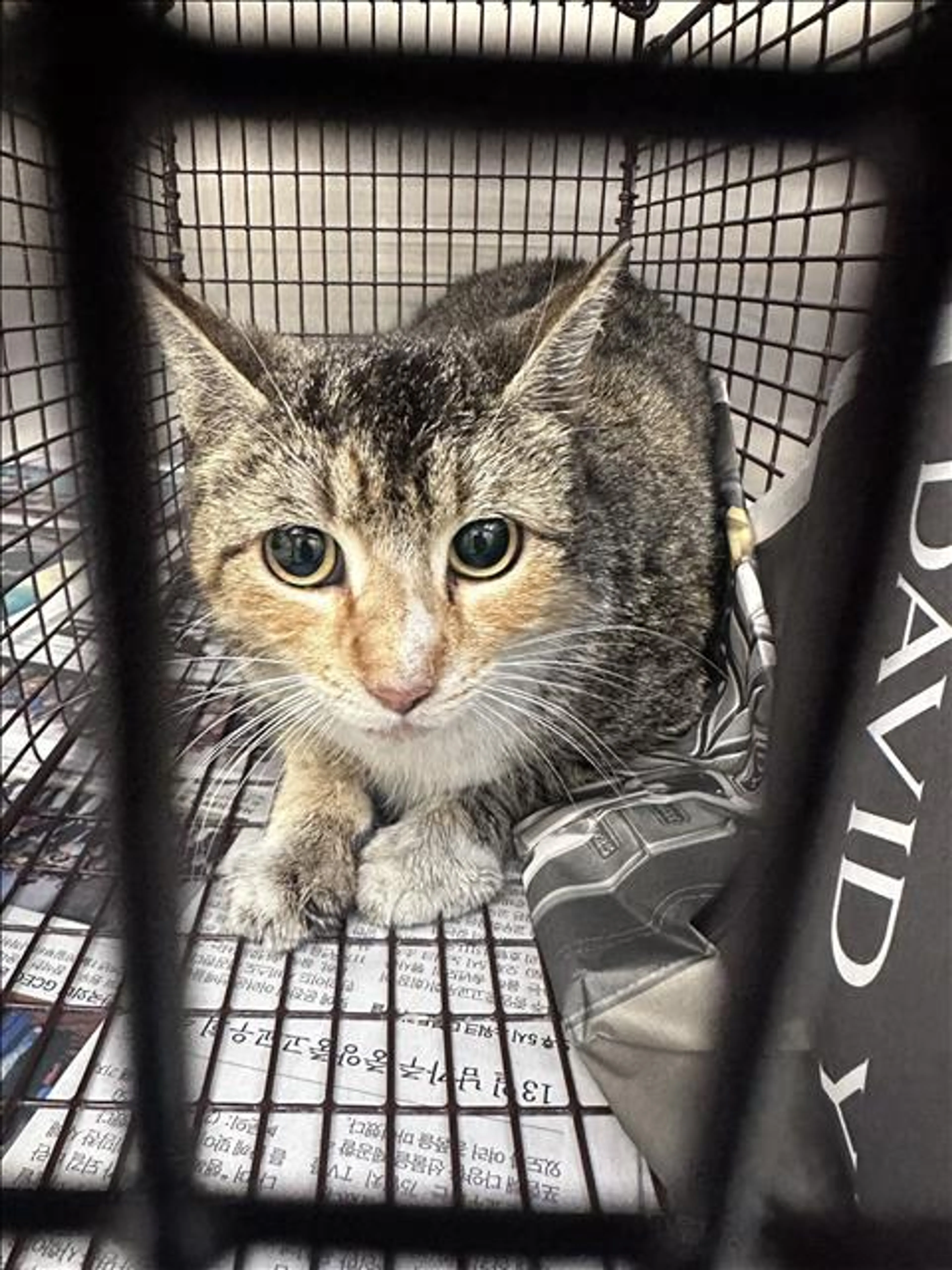 Found pet