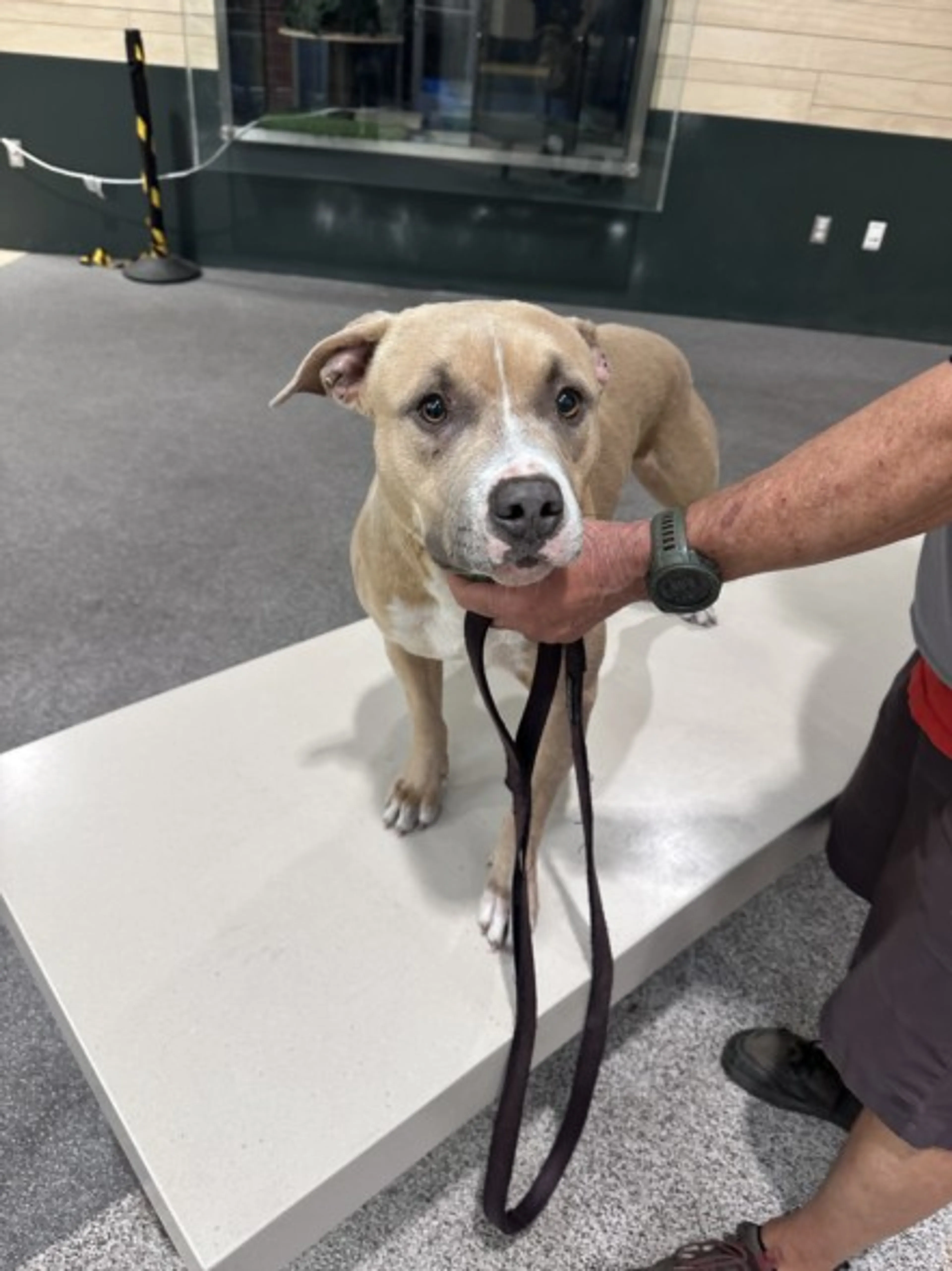 Found pet