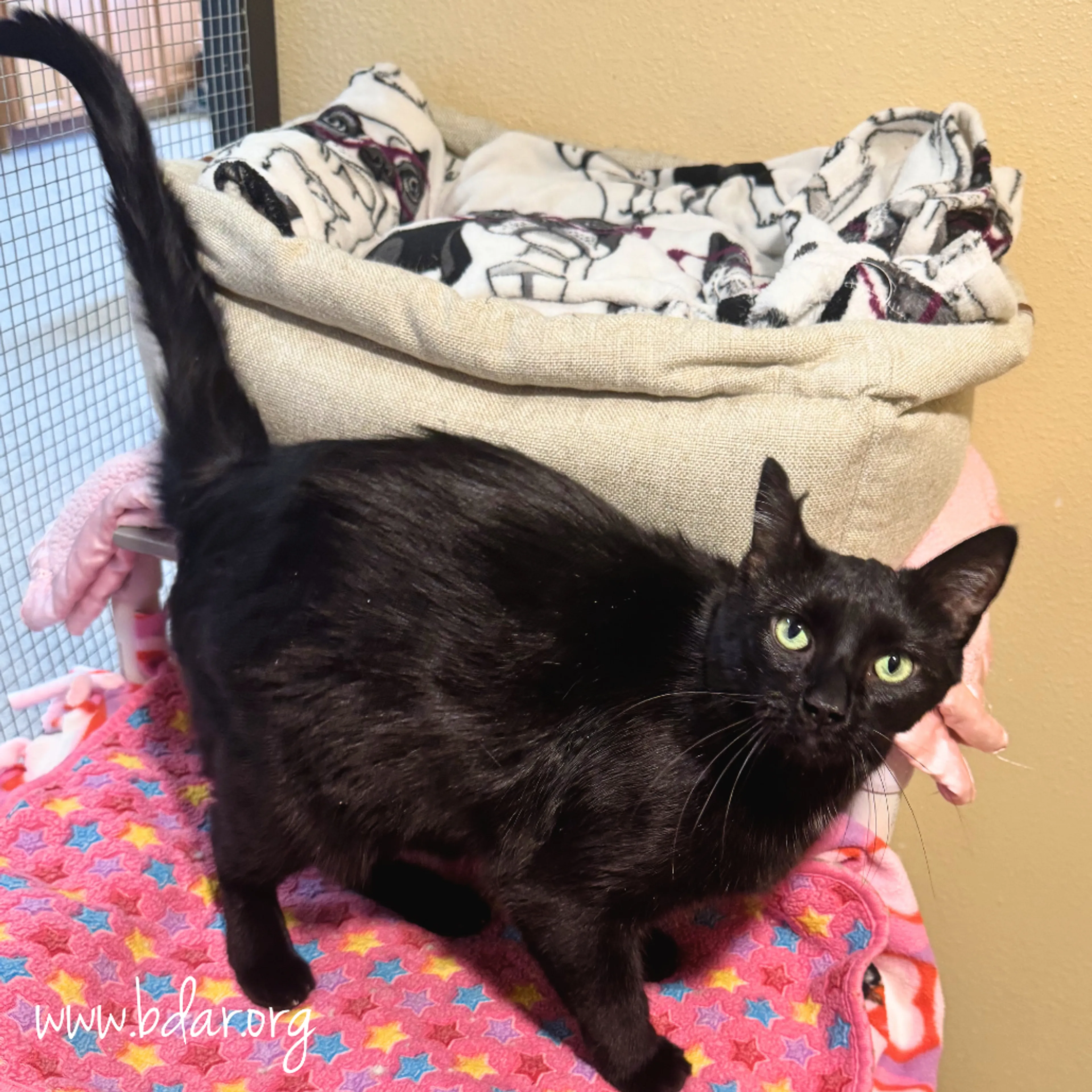 Found pet-1