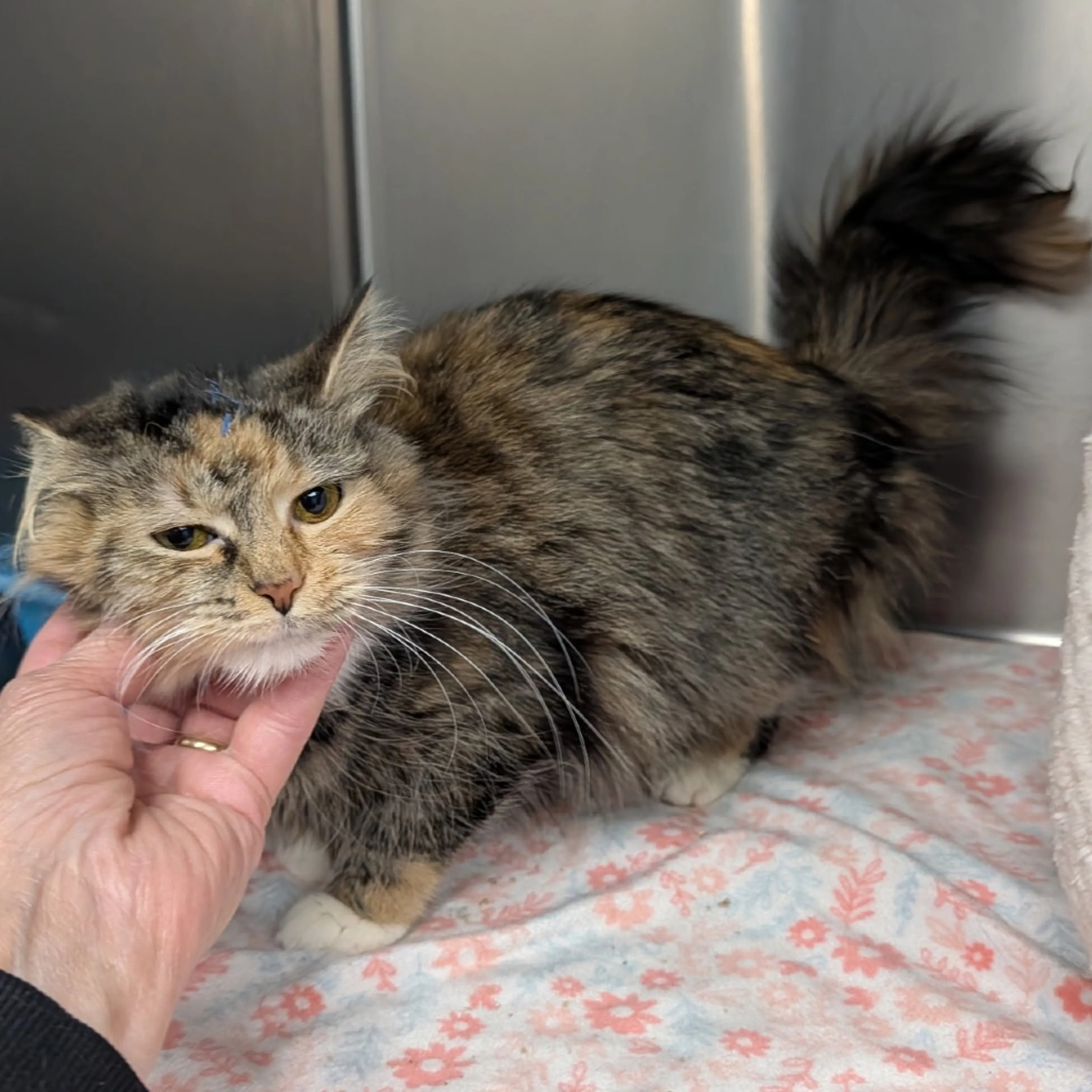 Found pet