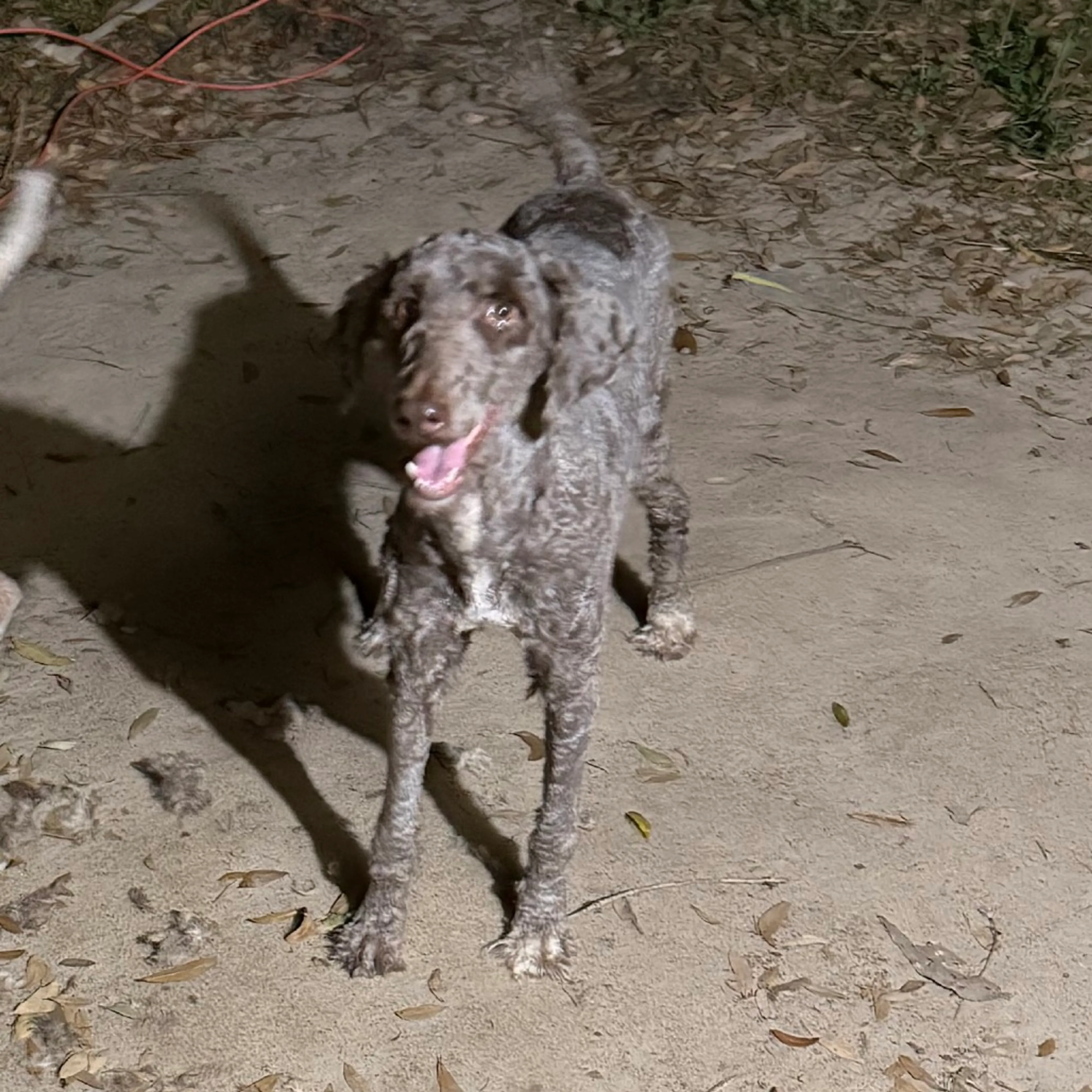 Found pet-1