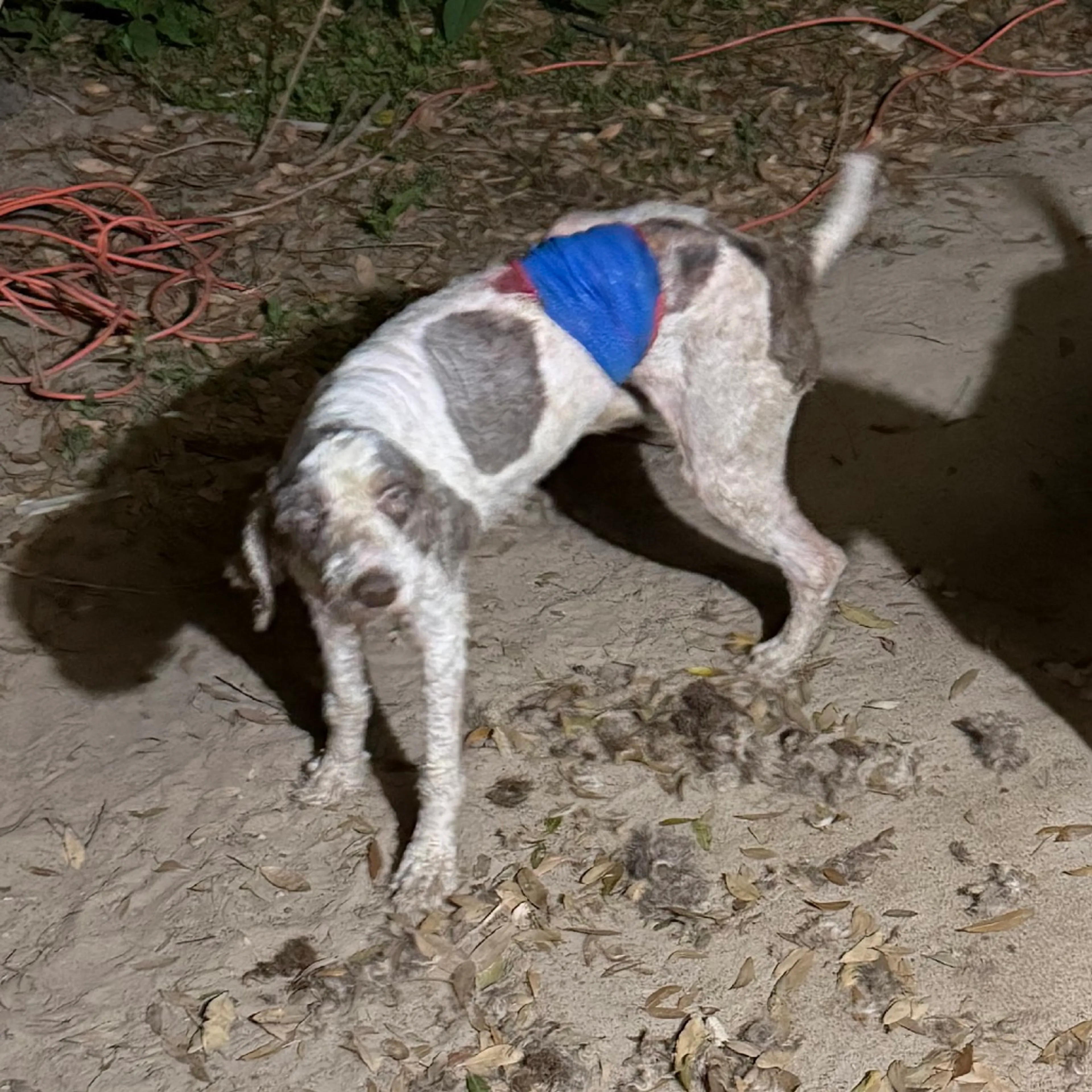 Found pet-1