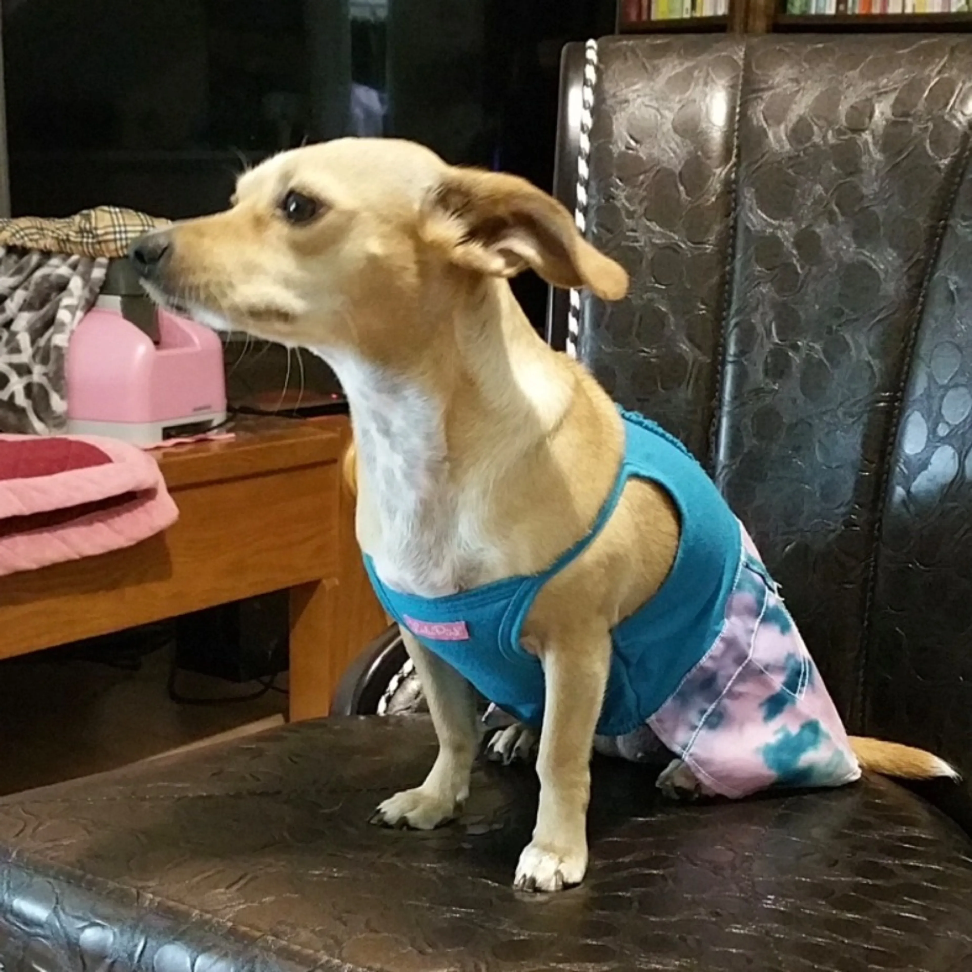 Lost pet