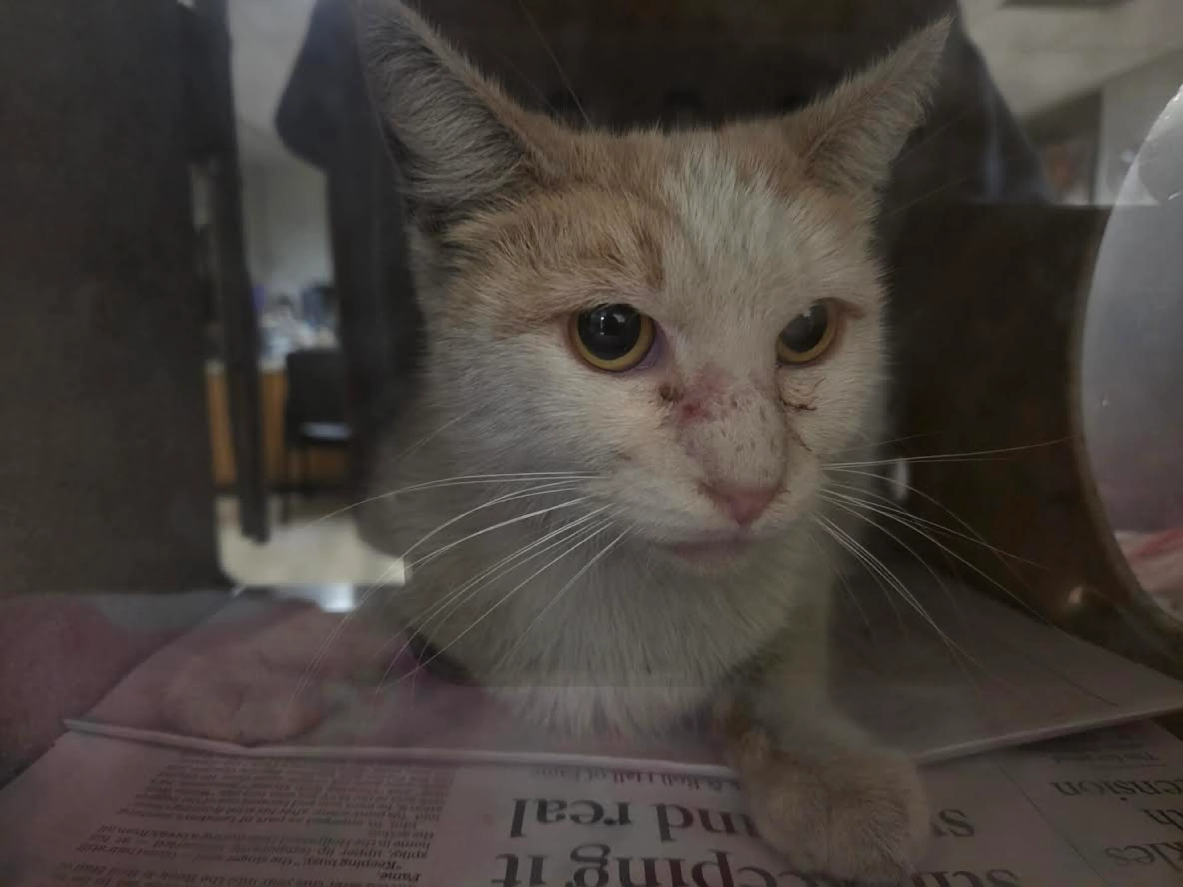 Found pet