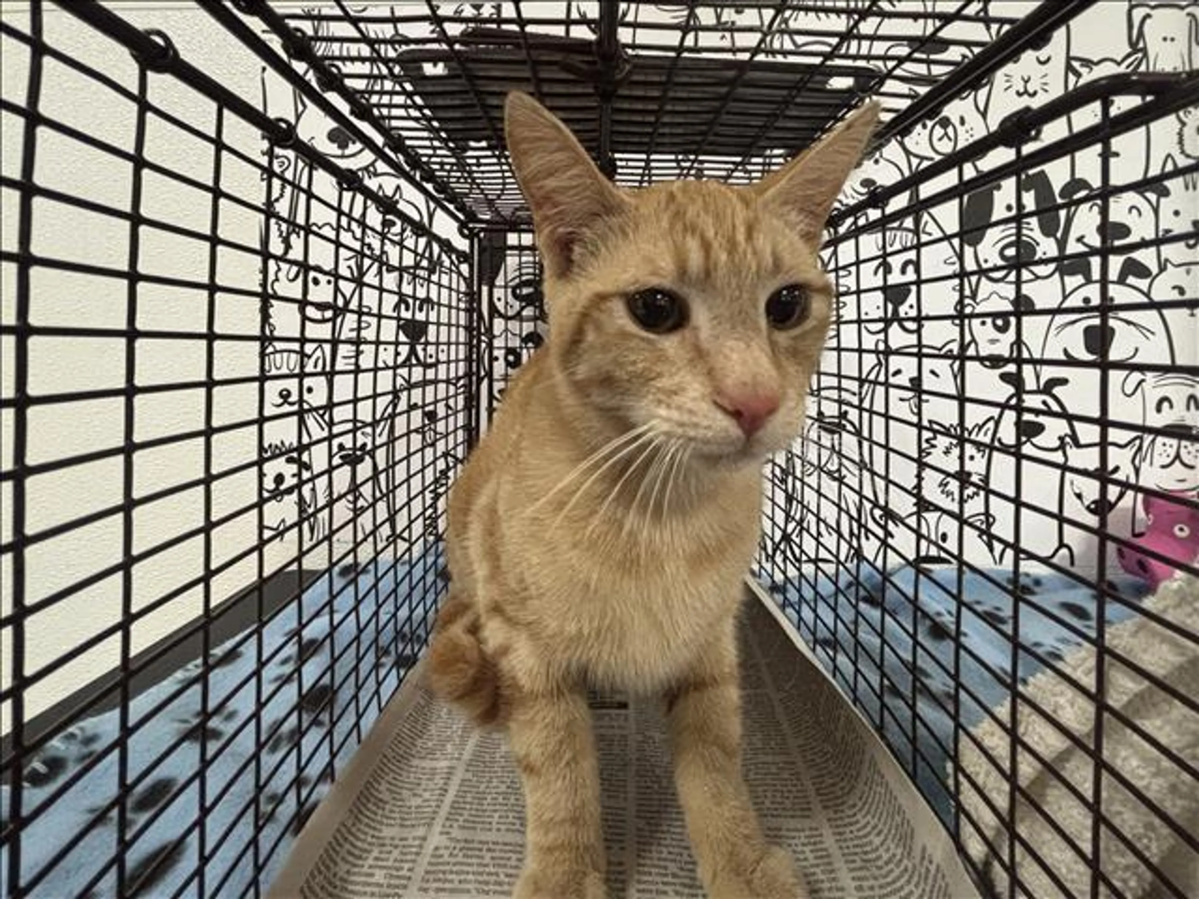 Found pet