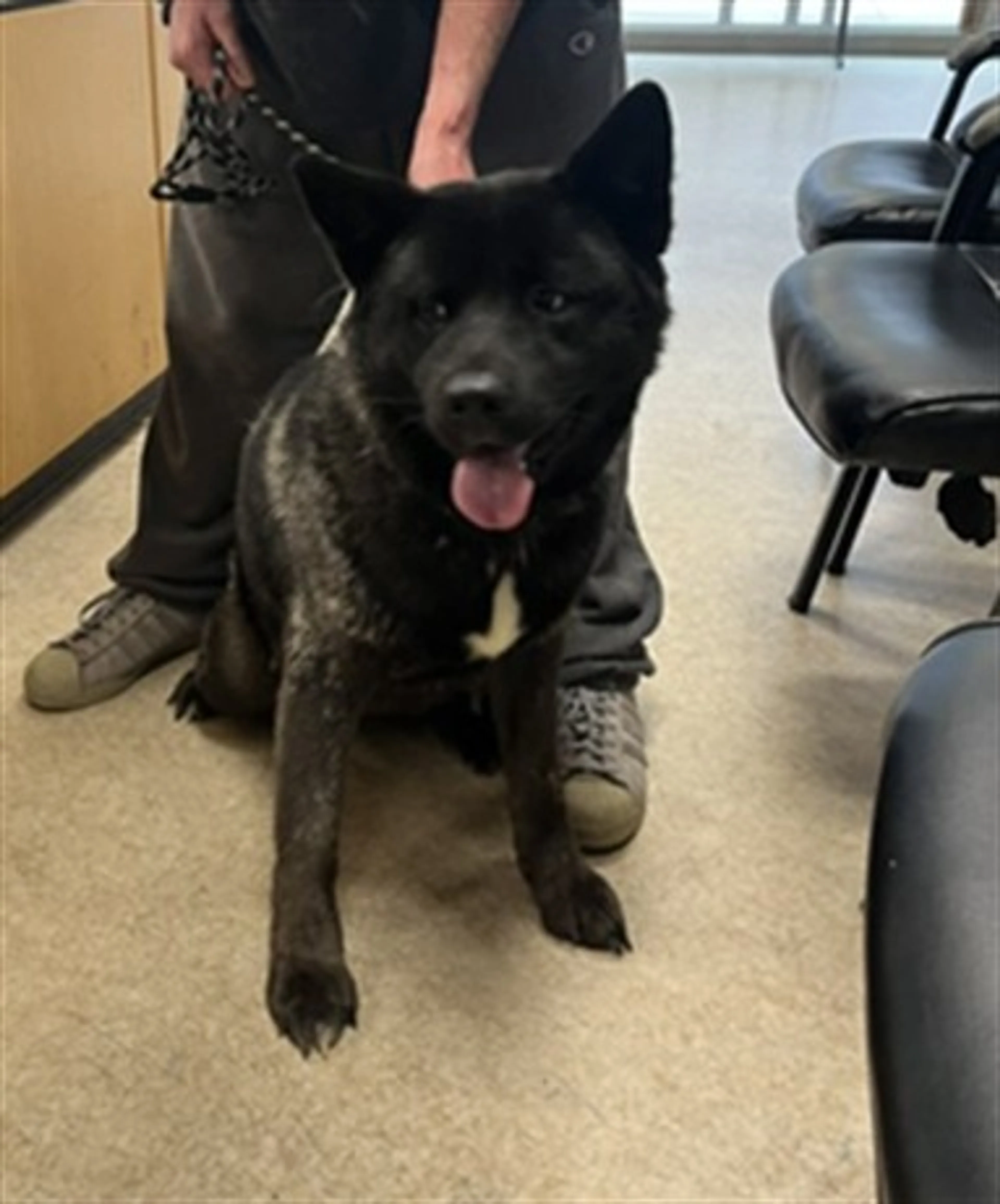 Found pet