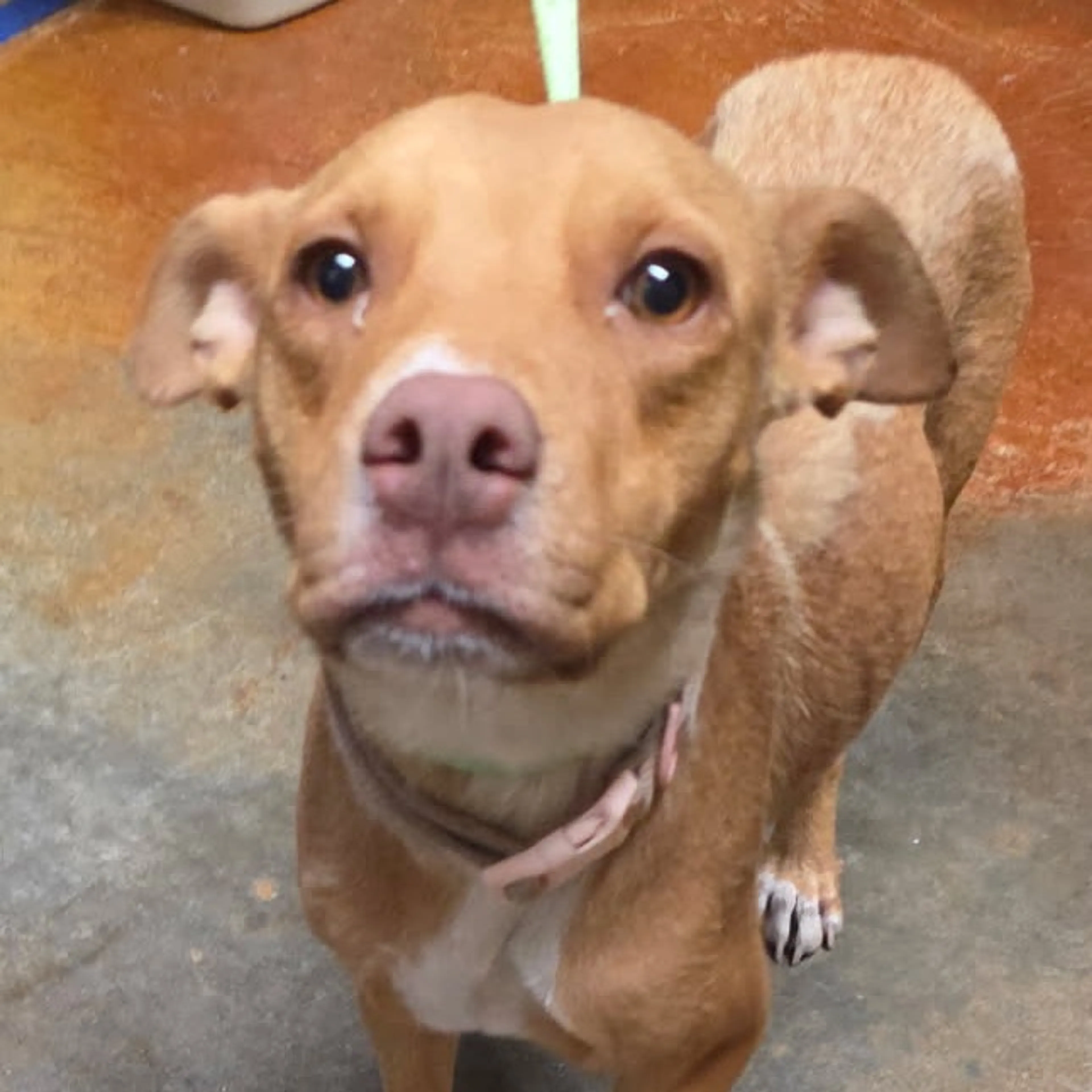 Found pet