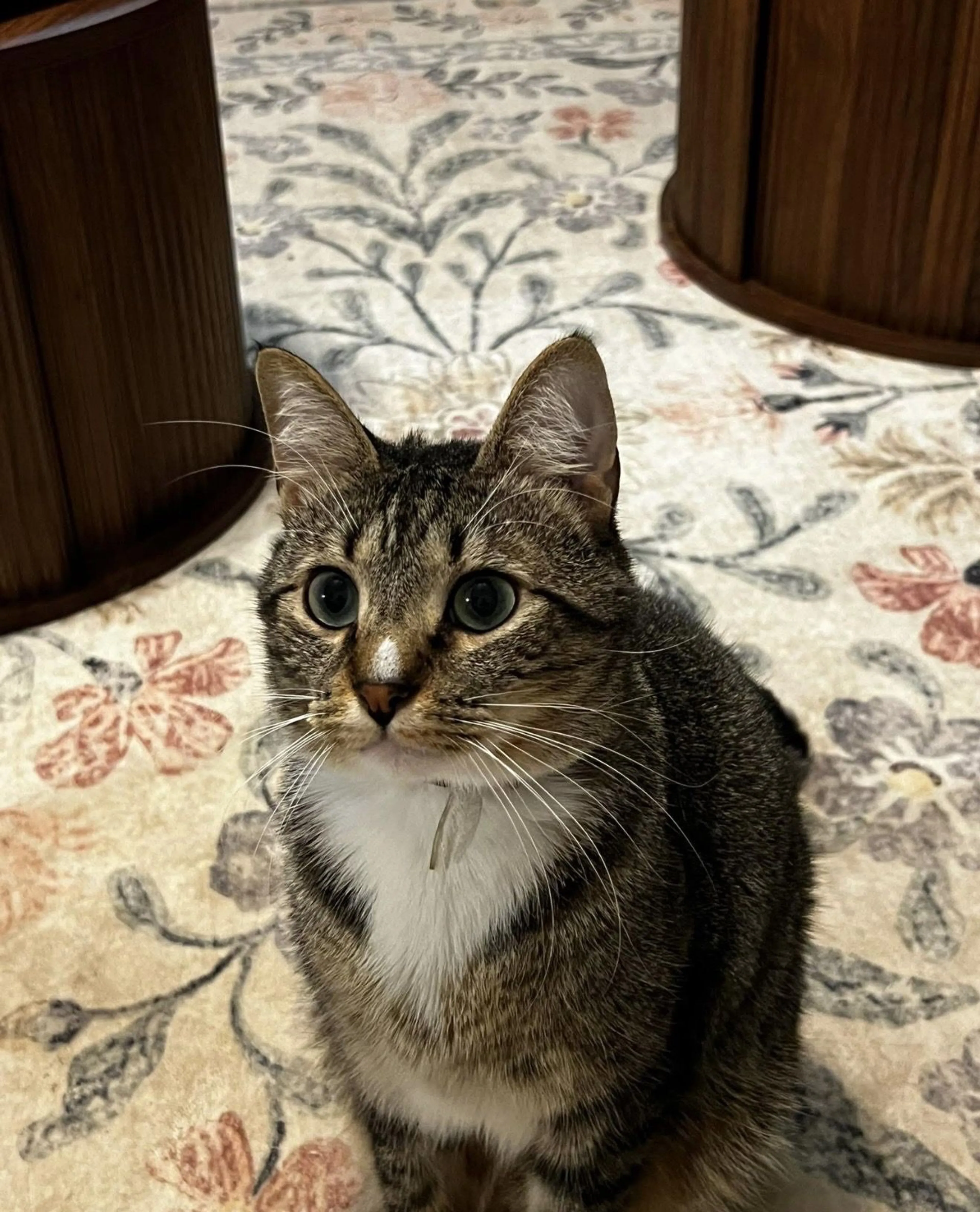 Lost pet