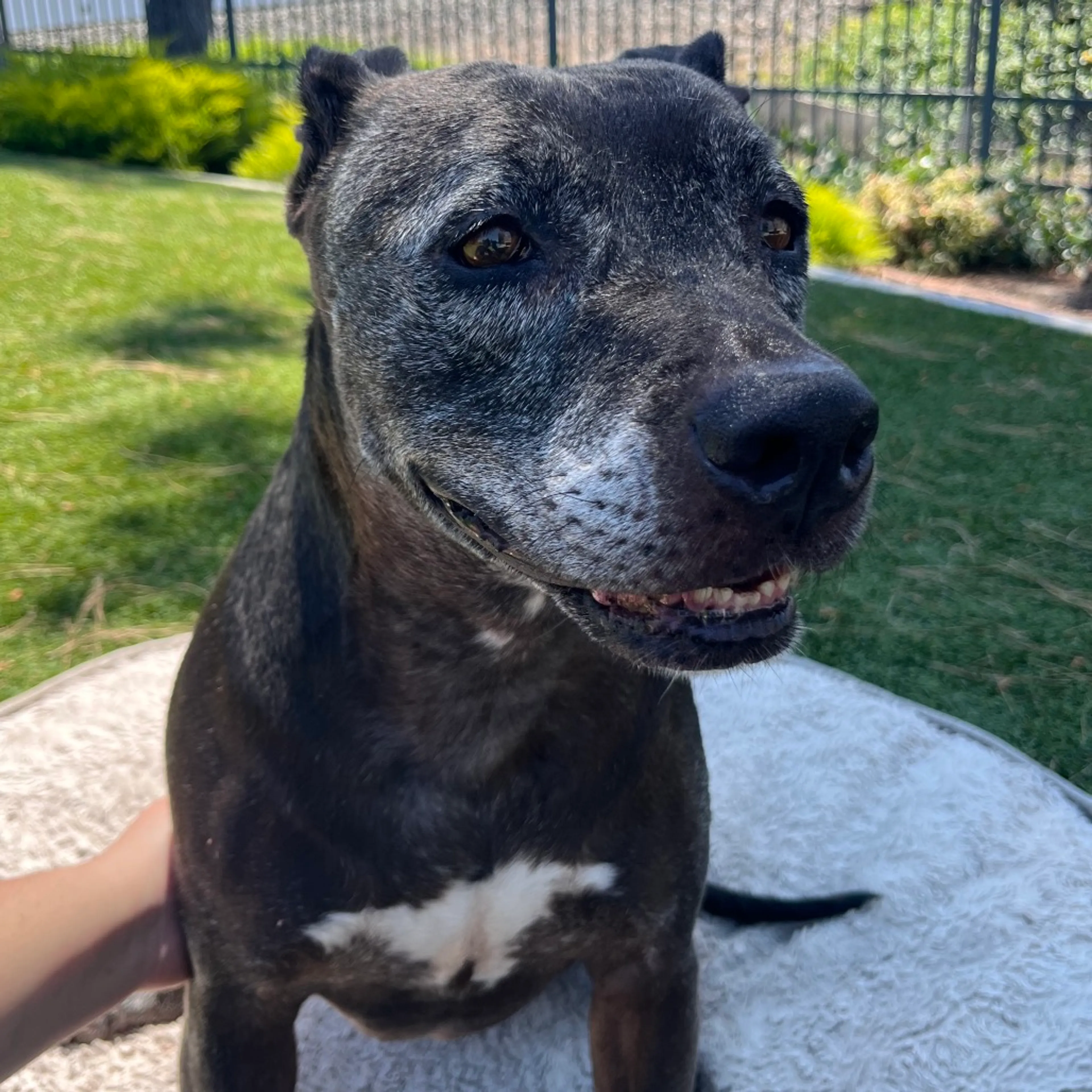 Found pet-3