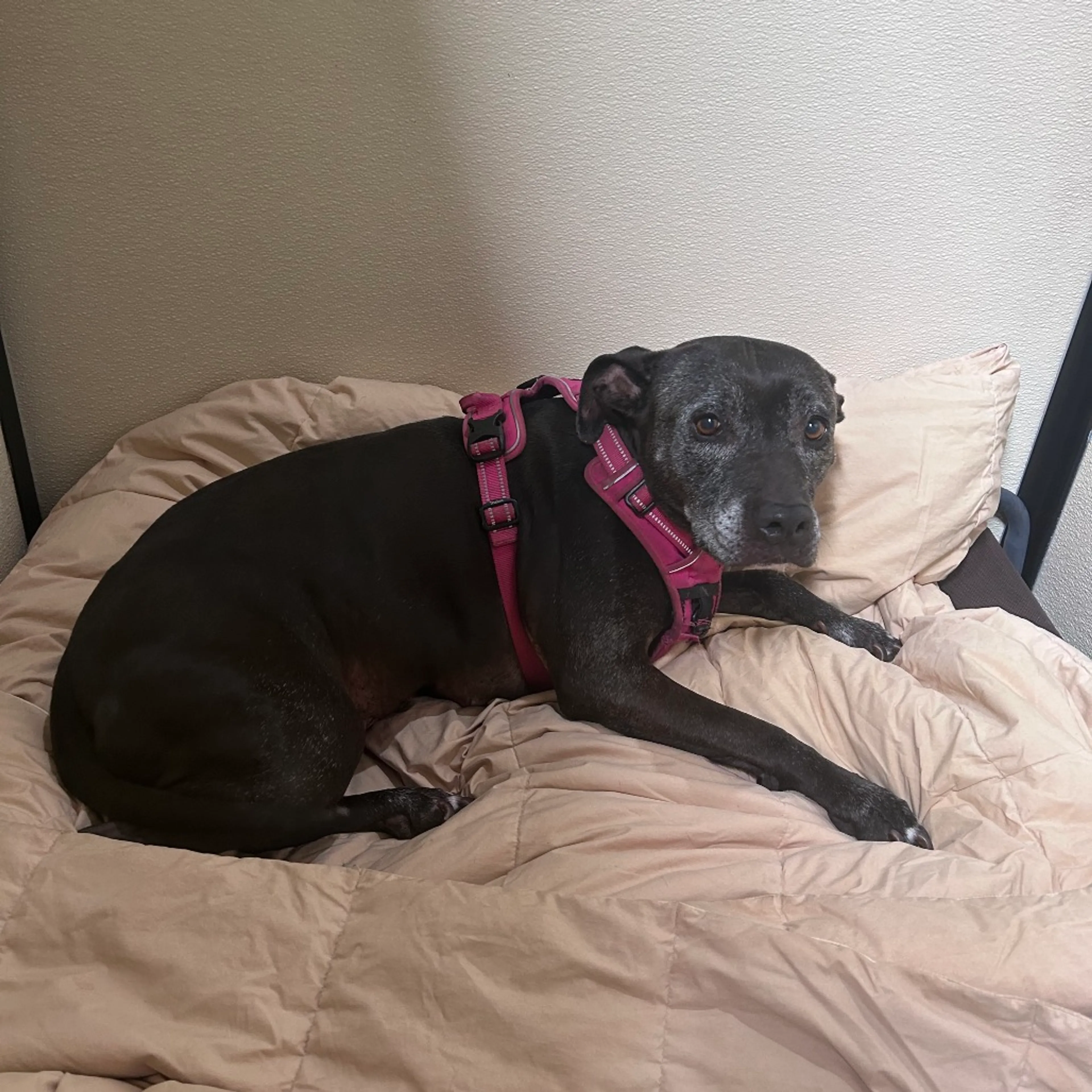 Found pet-0