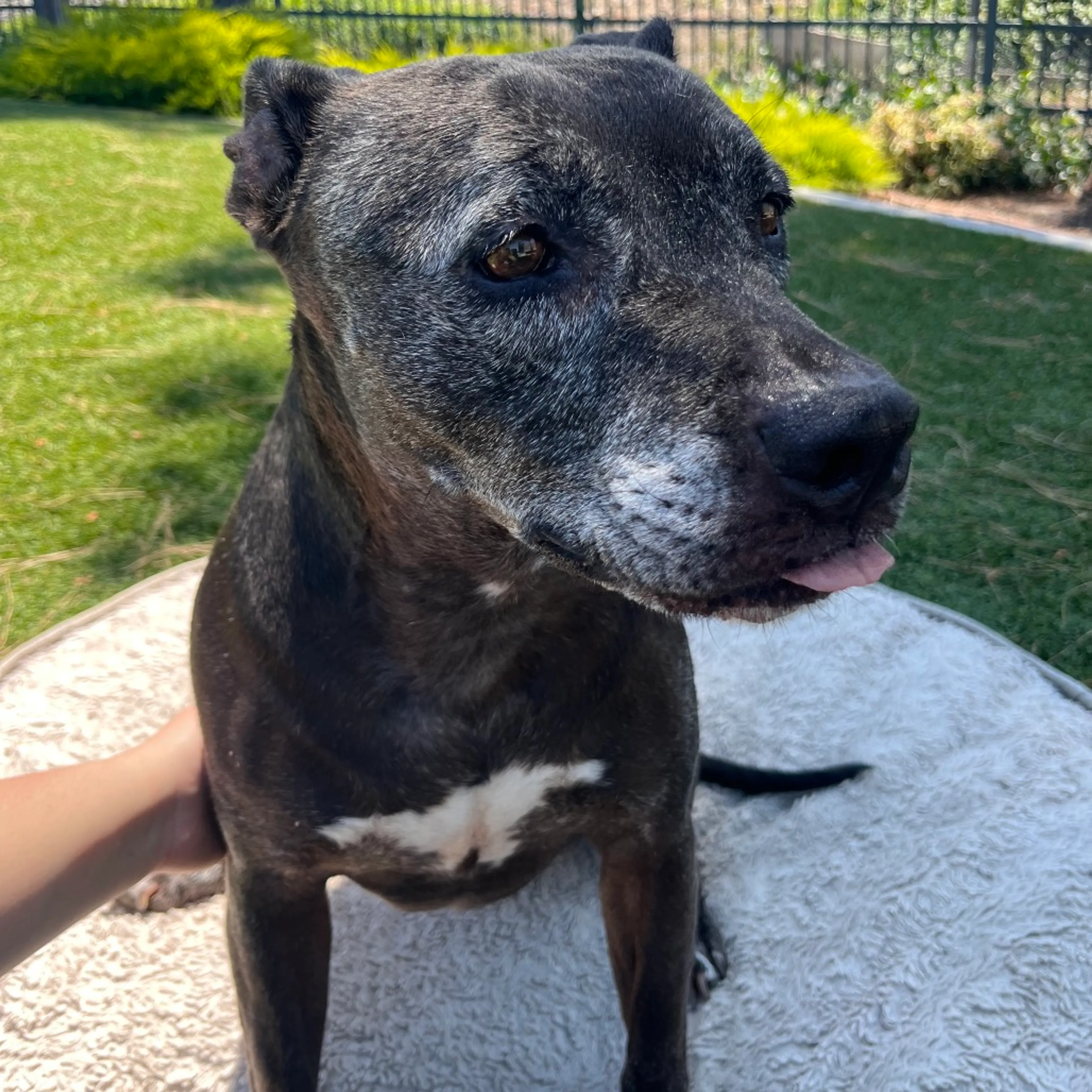 Found pet-4