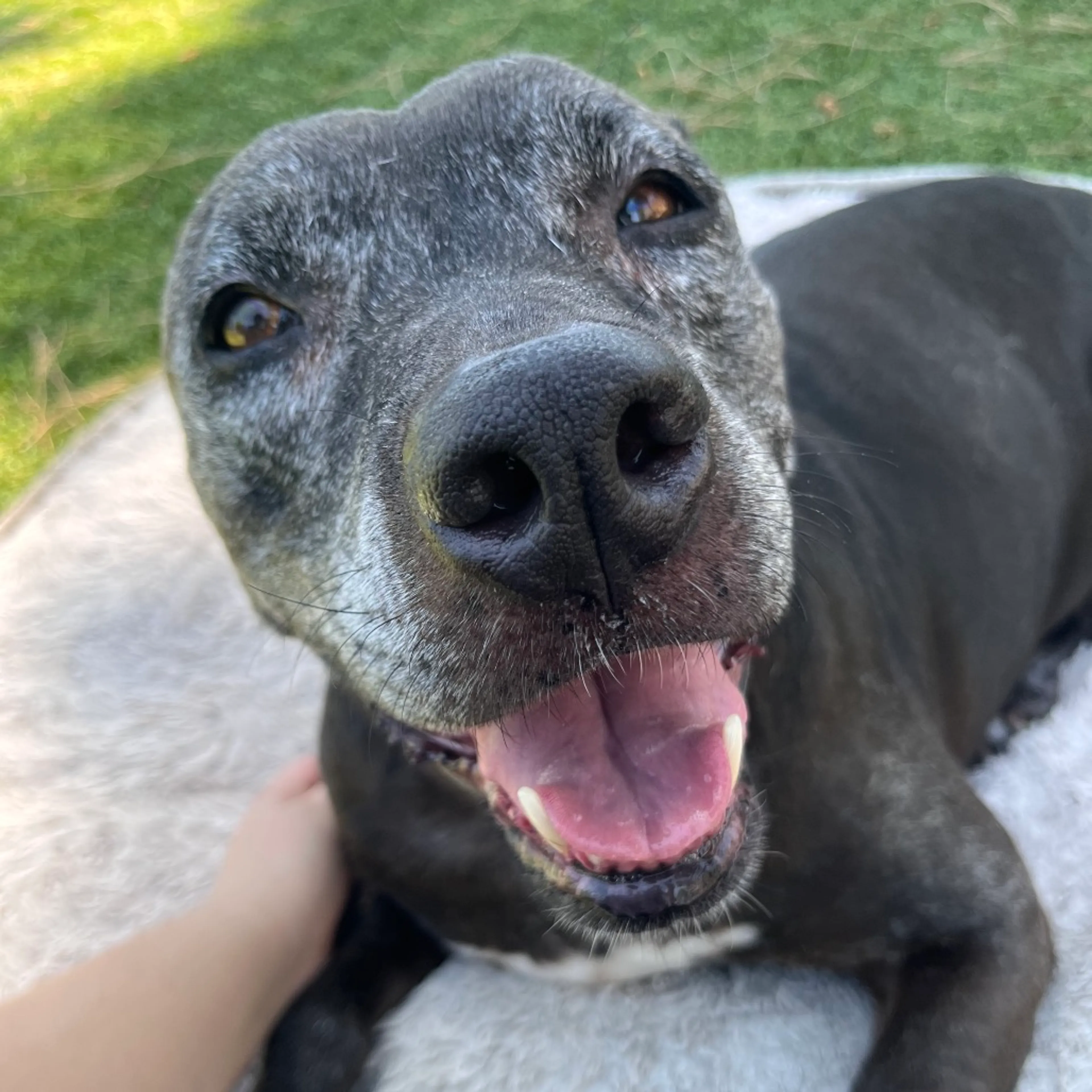 Found pet-5