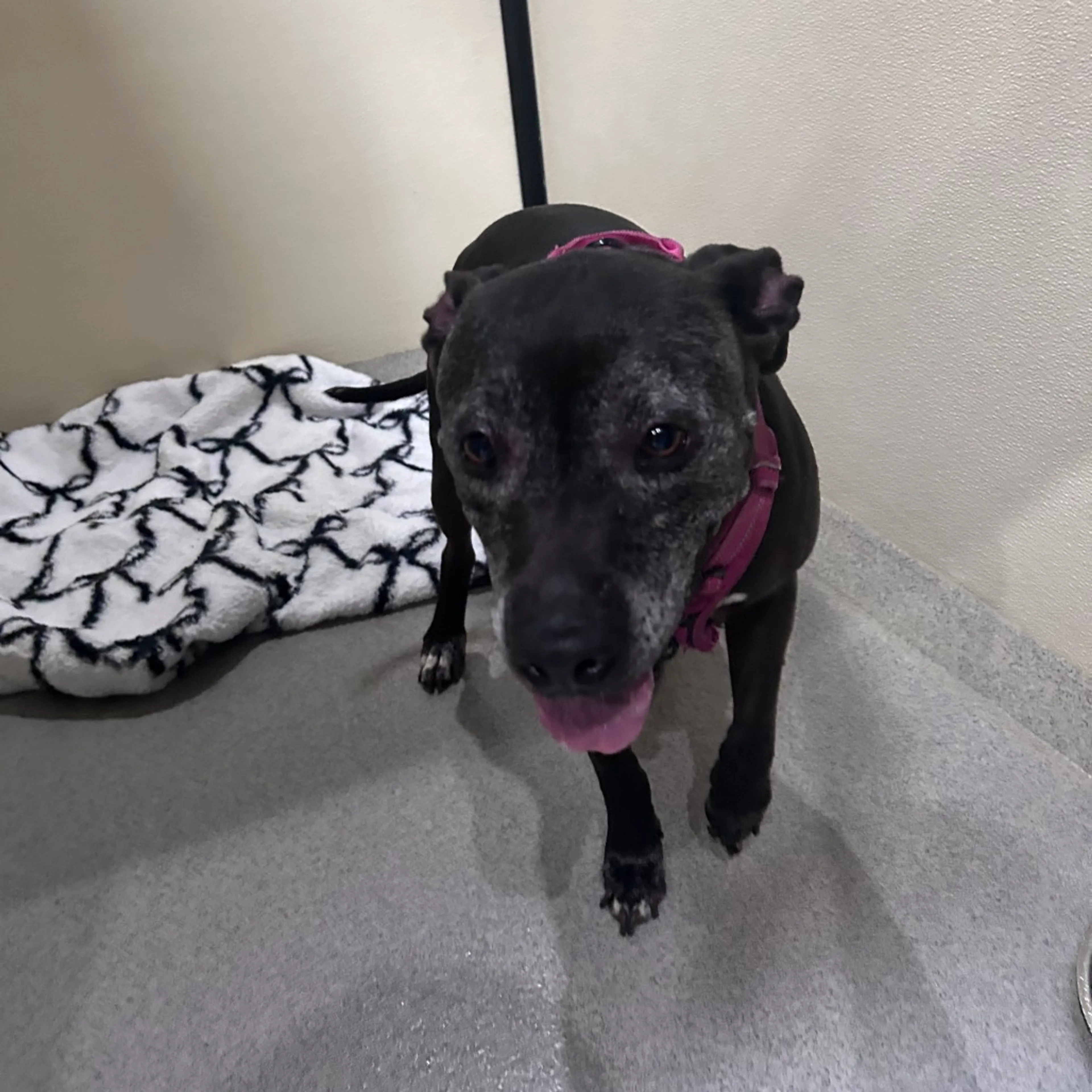 Found pet-1