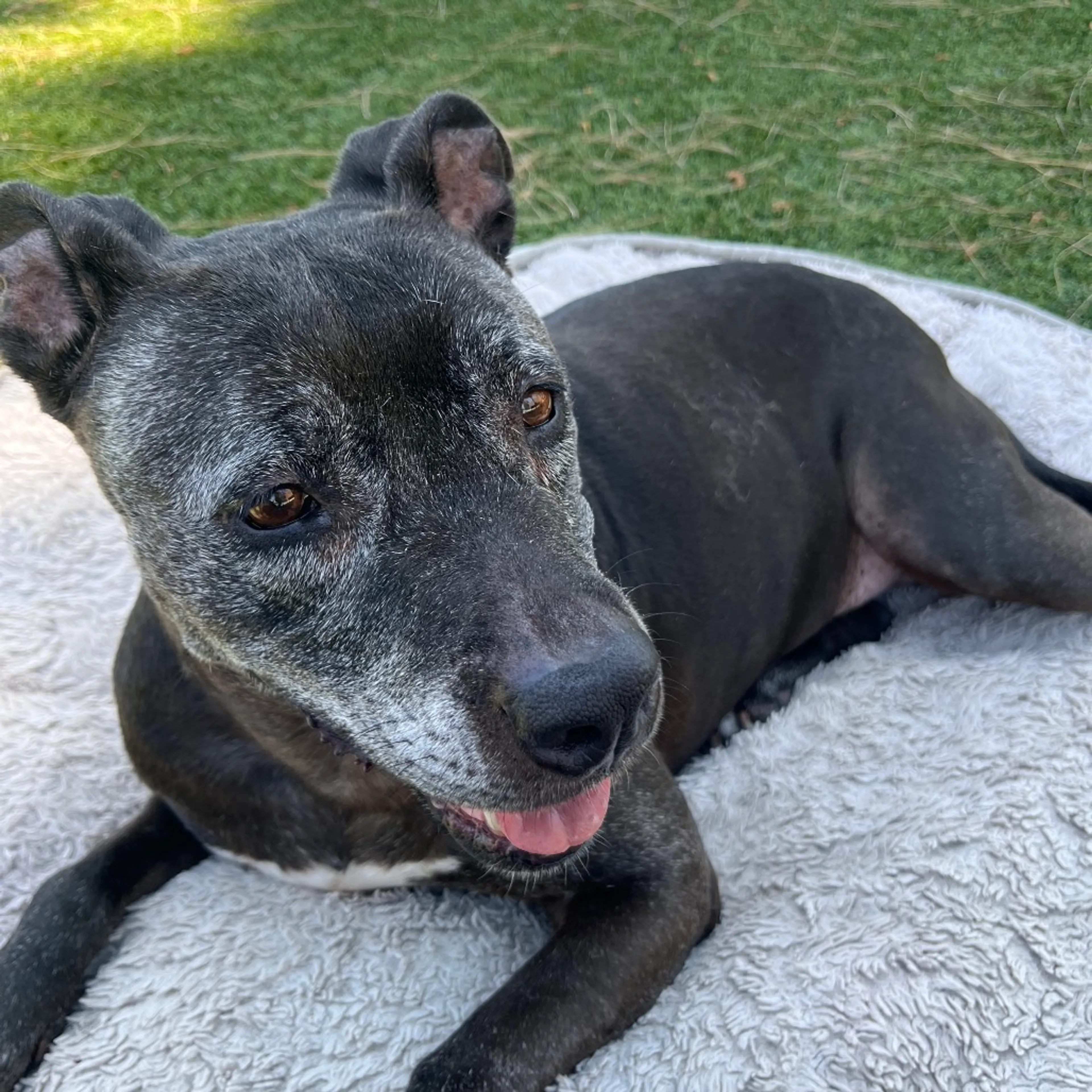 Found pet-2