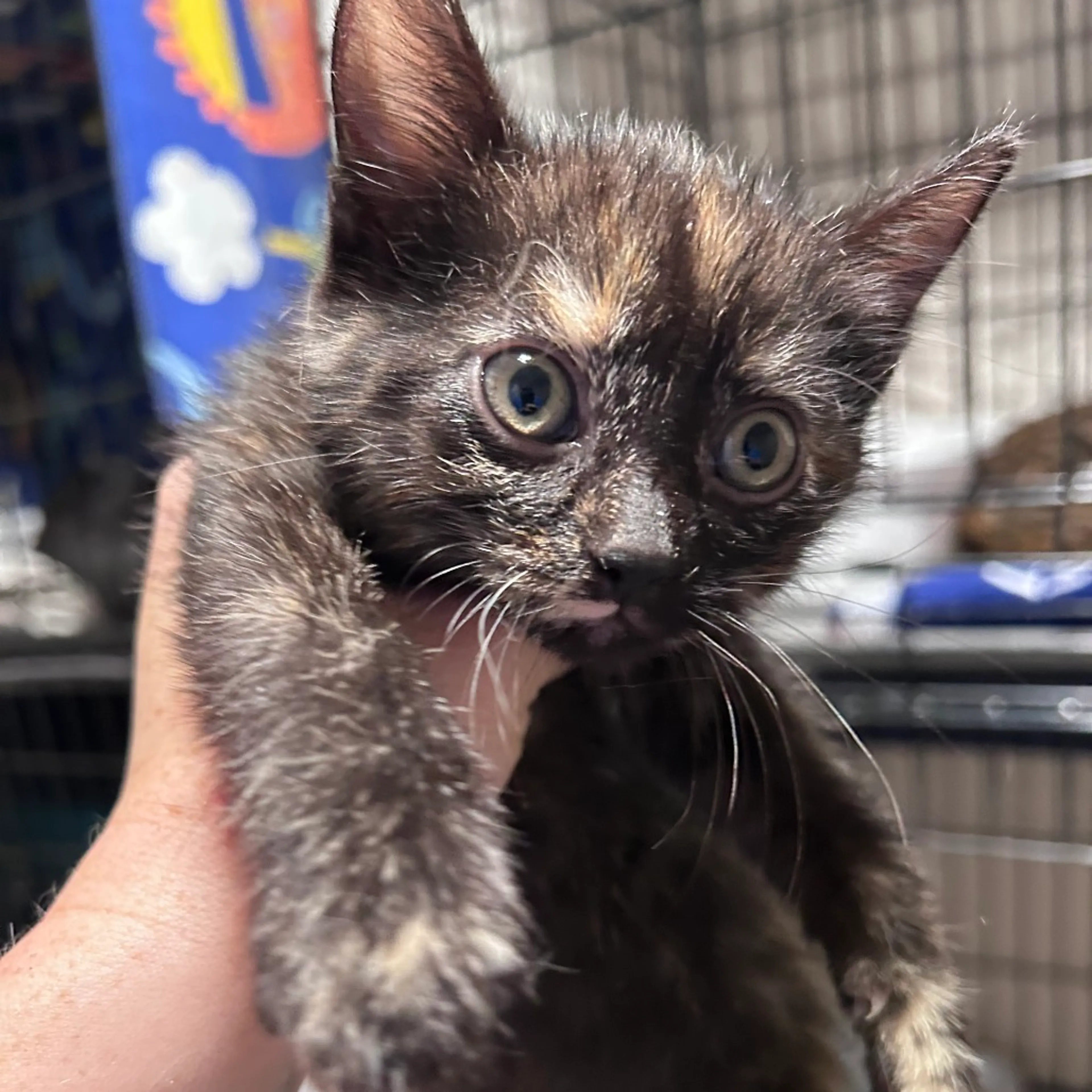 Found pet-1