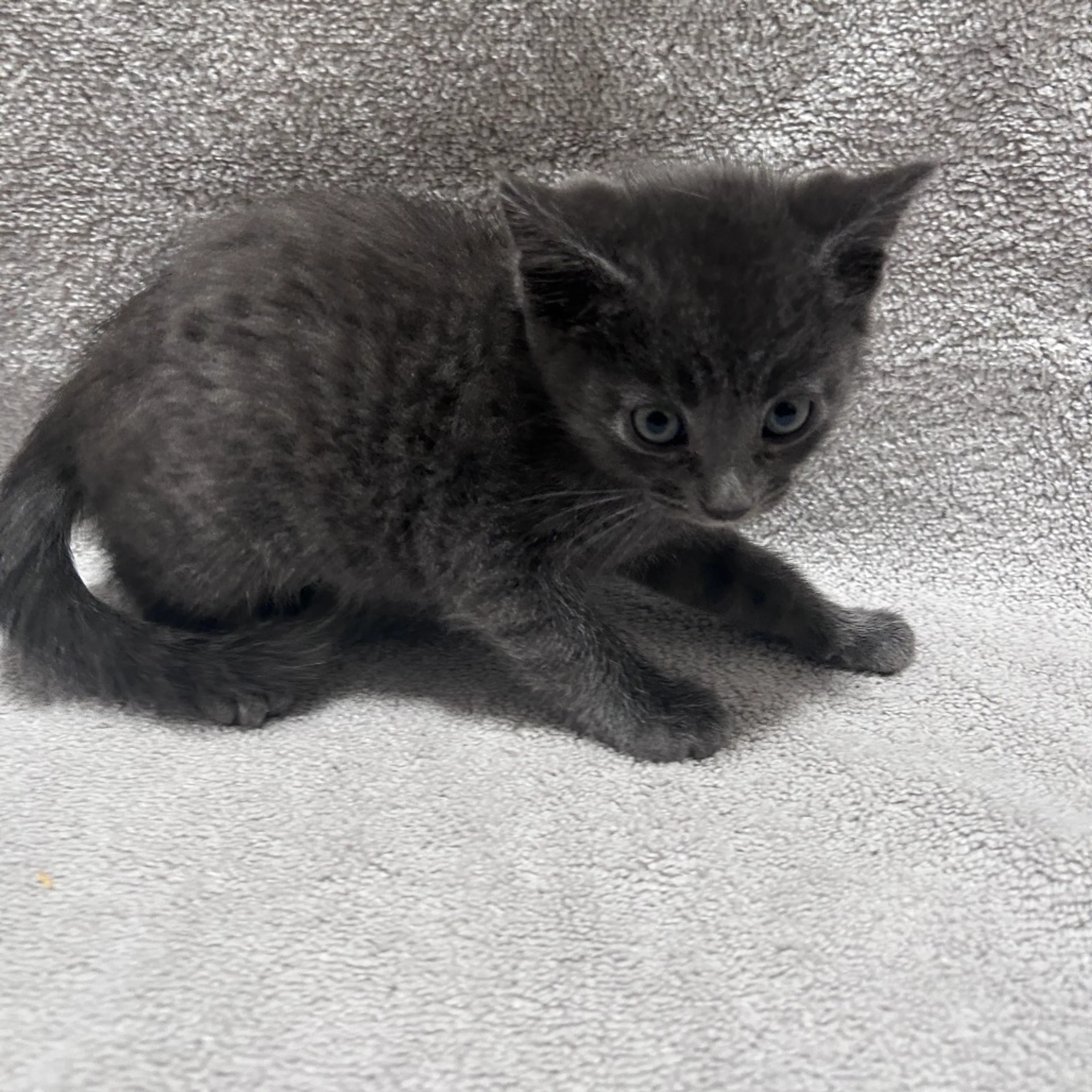 Found pet-0