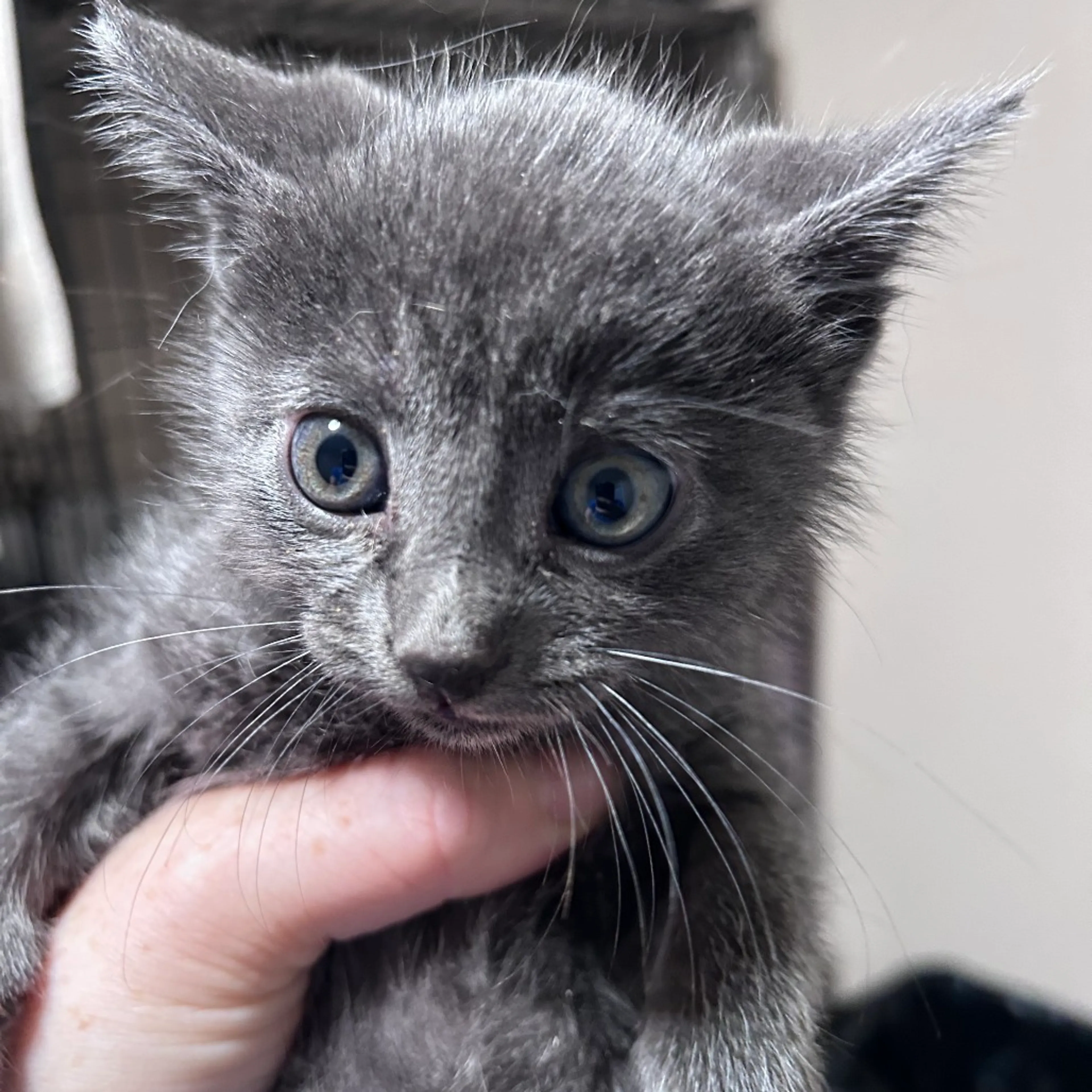 Found pet-1