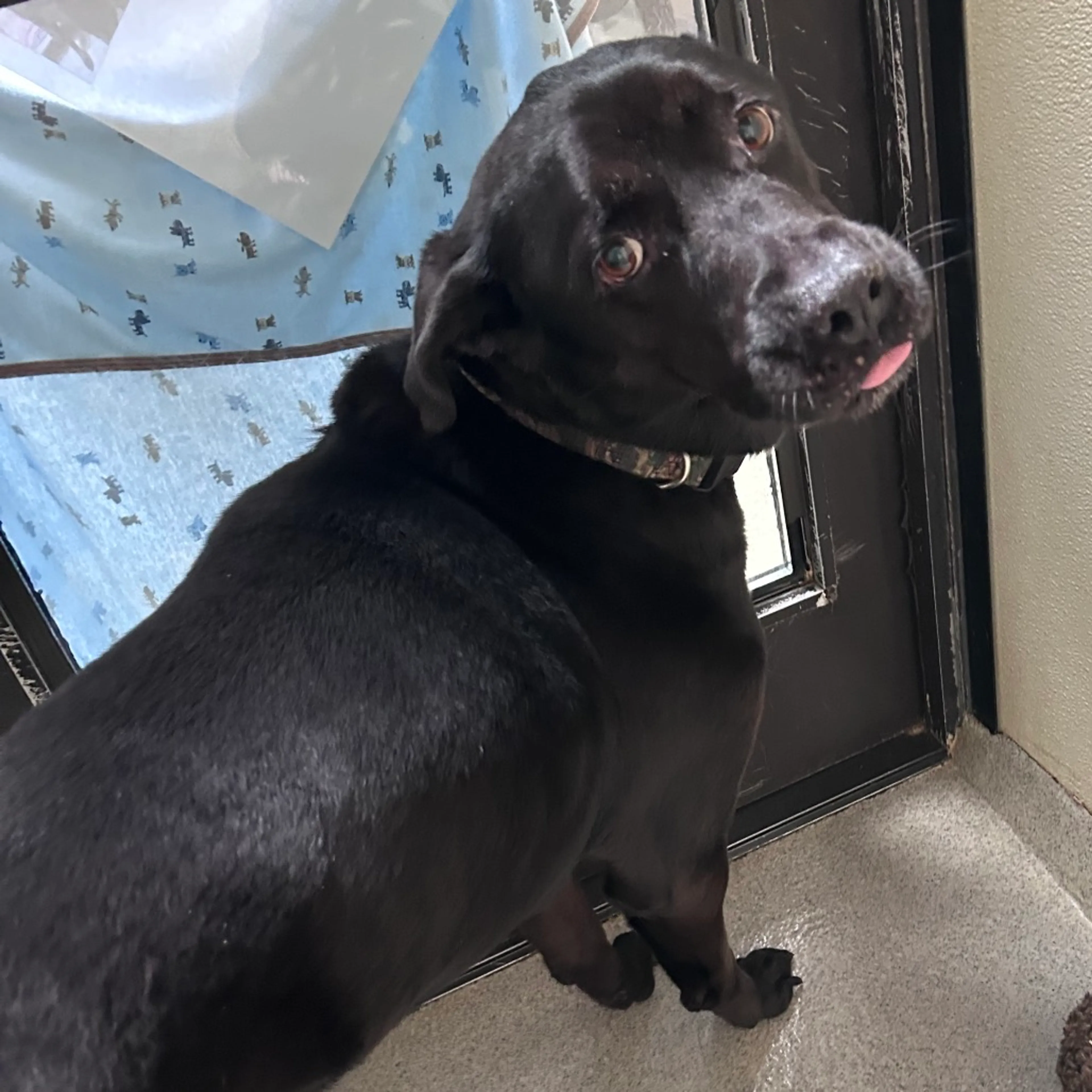 Found pet