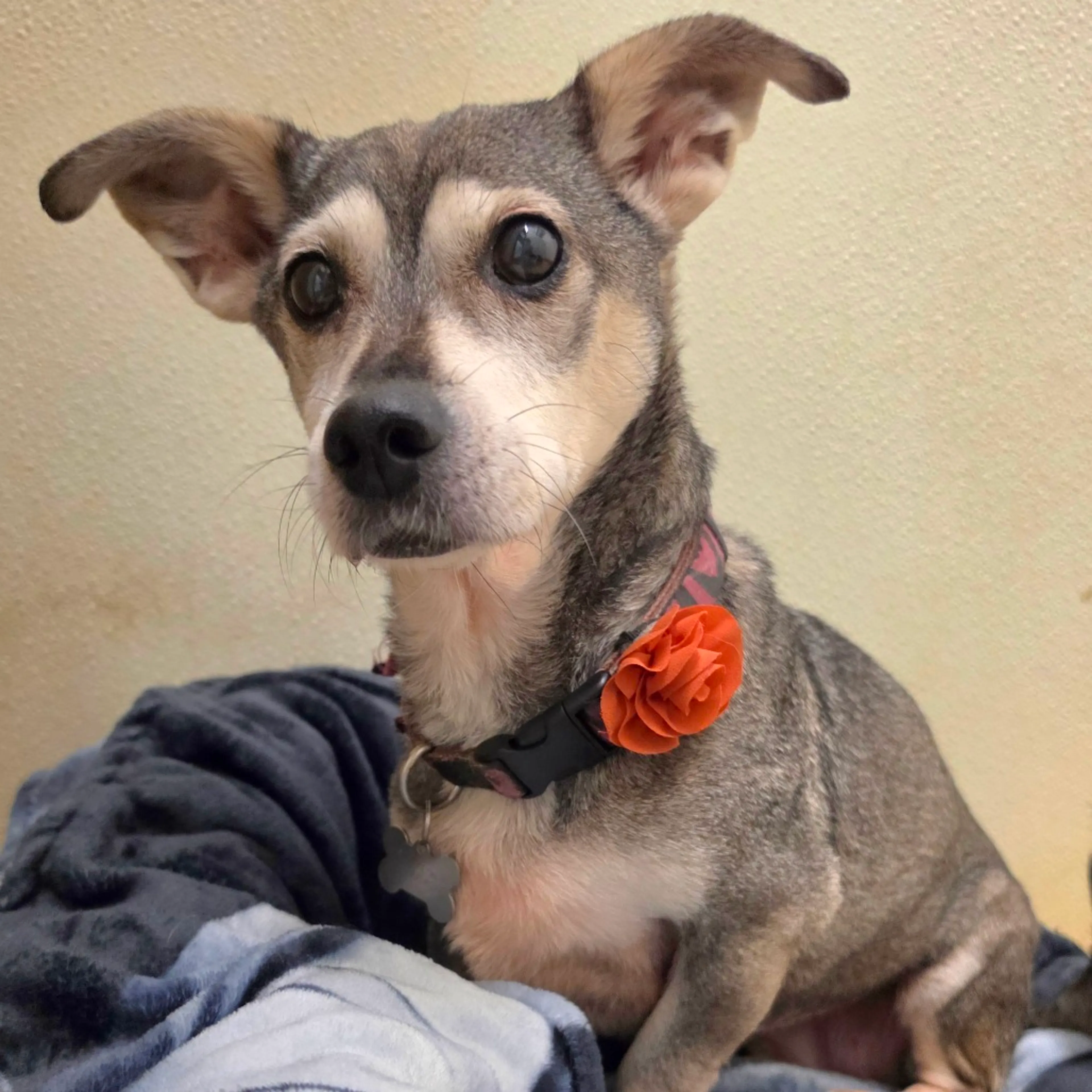 Found pet-2
