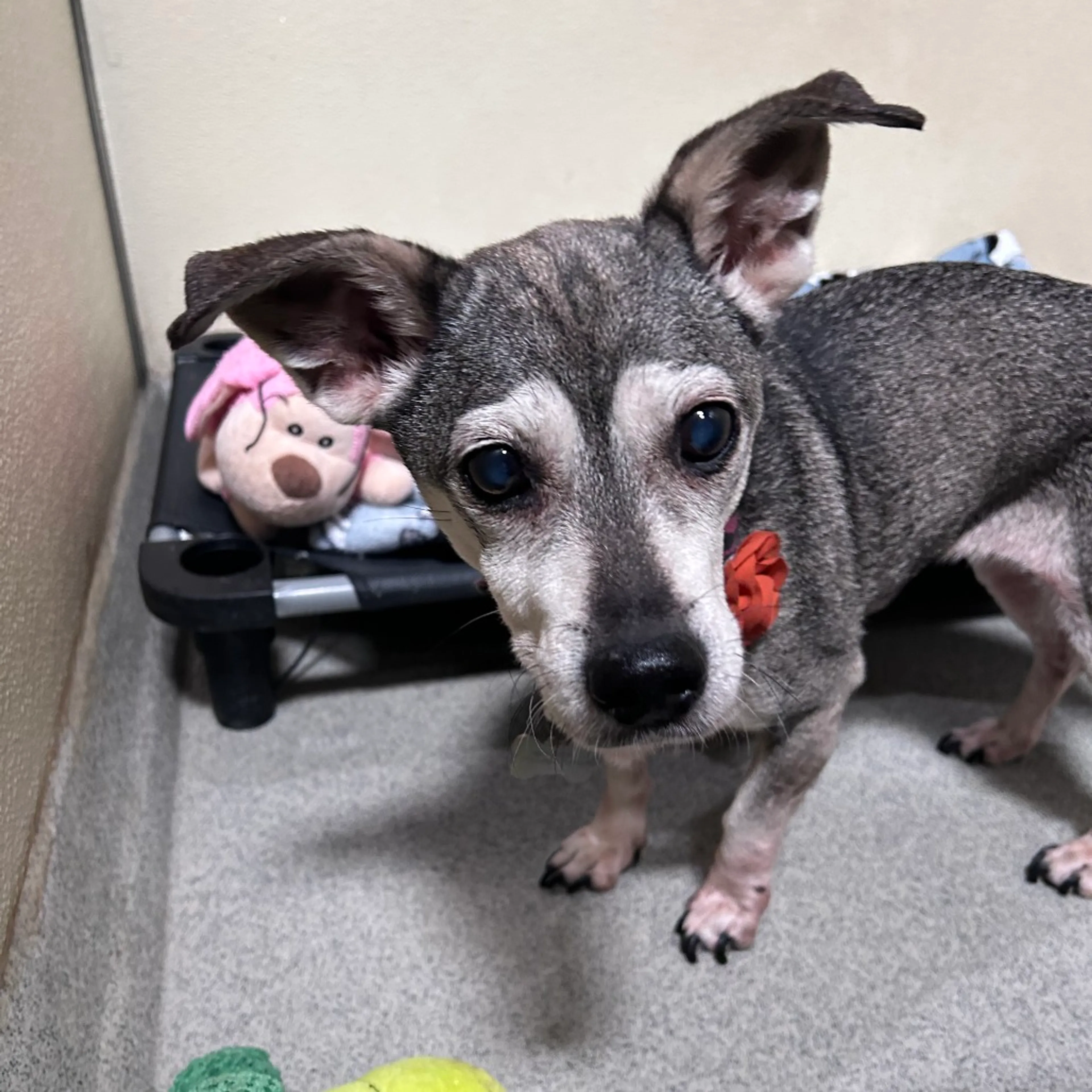 Found pet-1