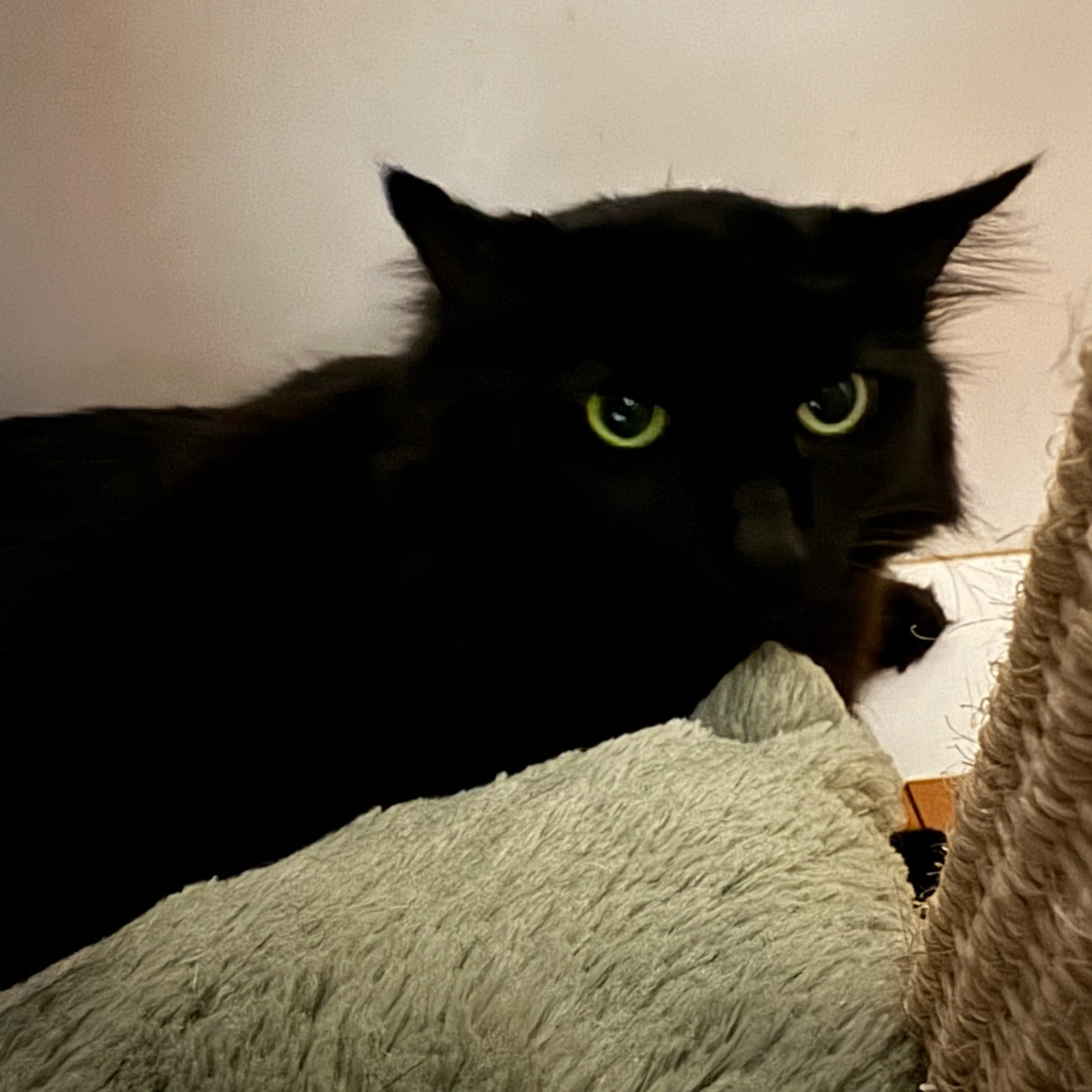 Found pet-1