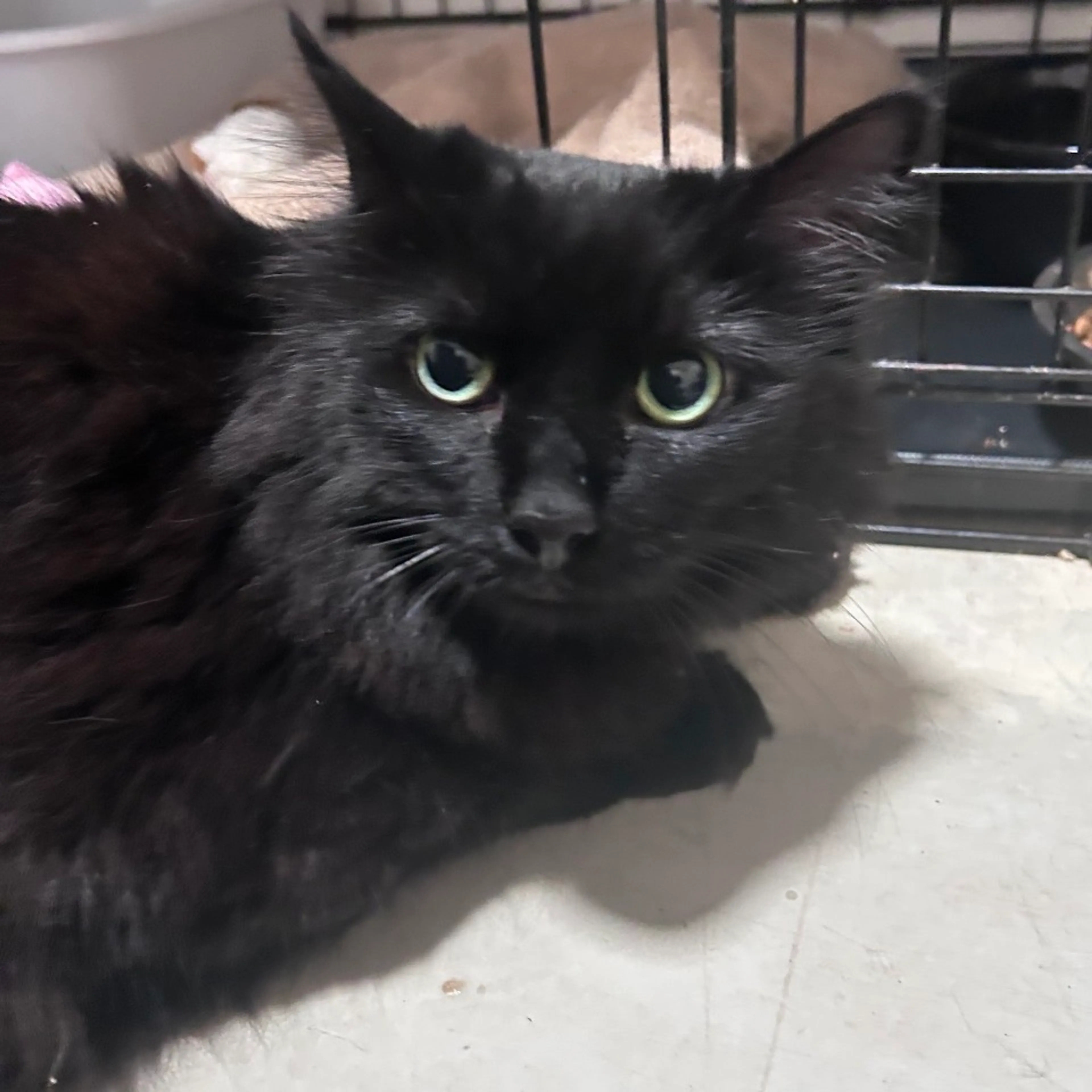 Found pet-0