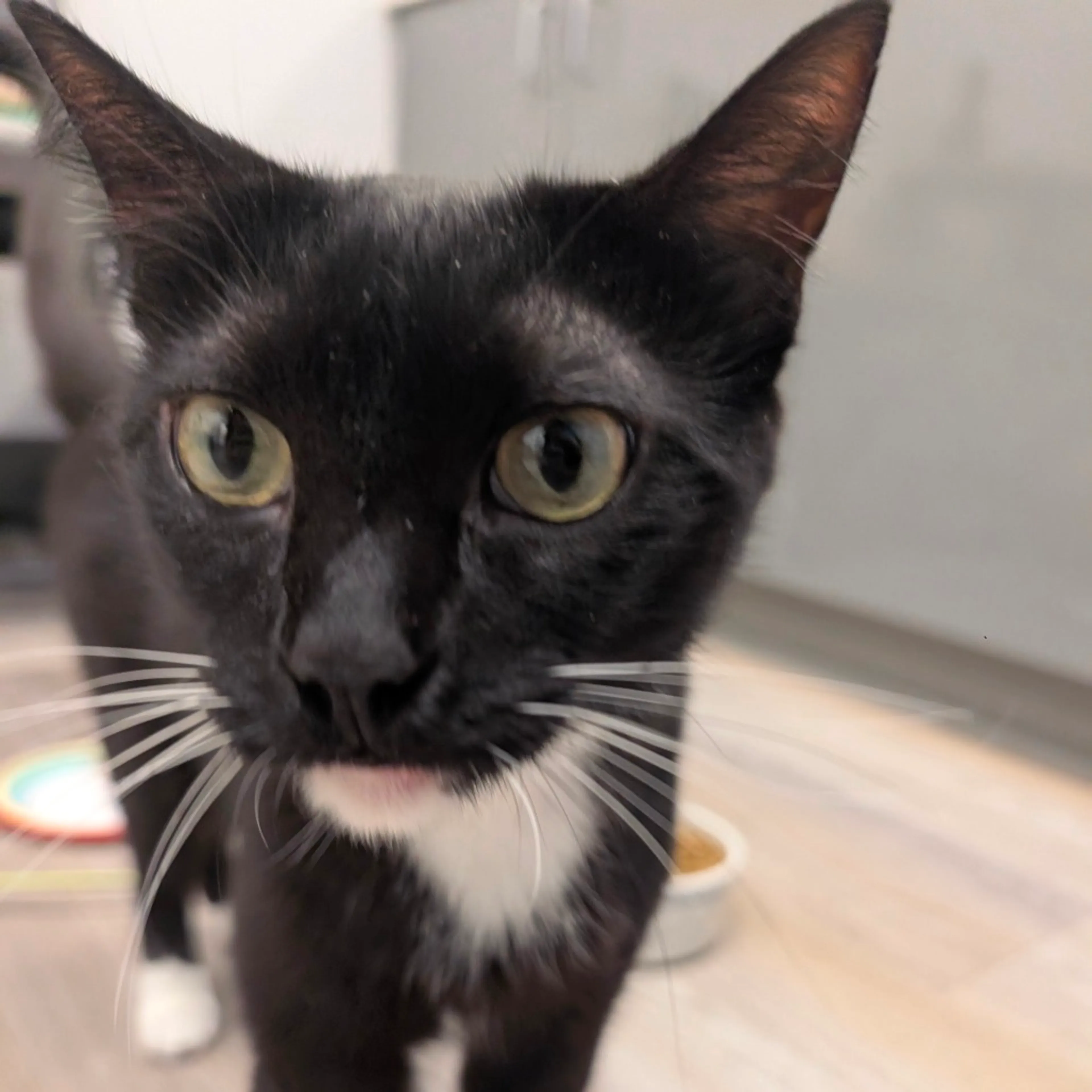 Found pet-2