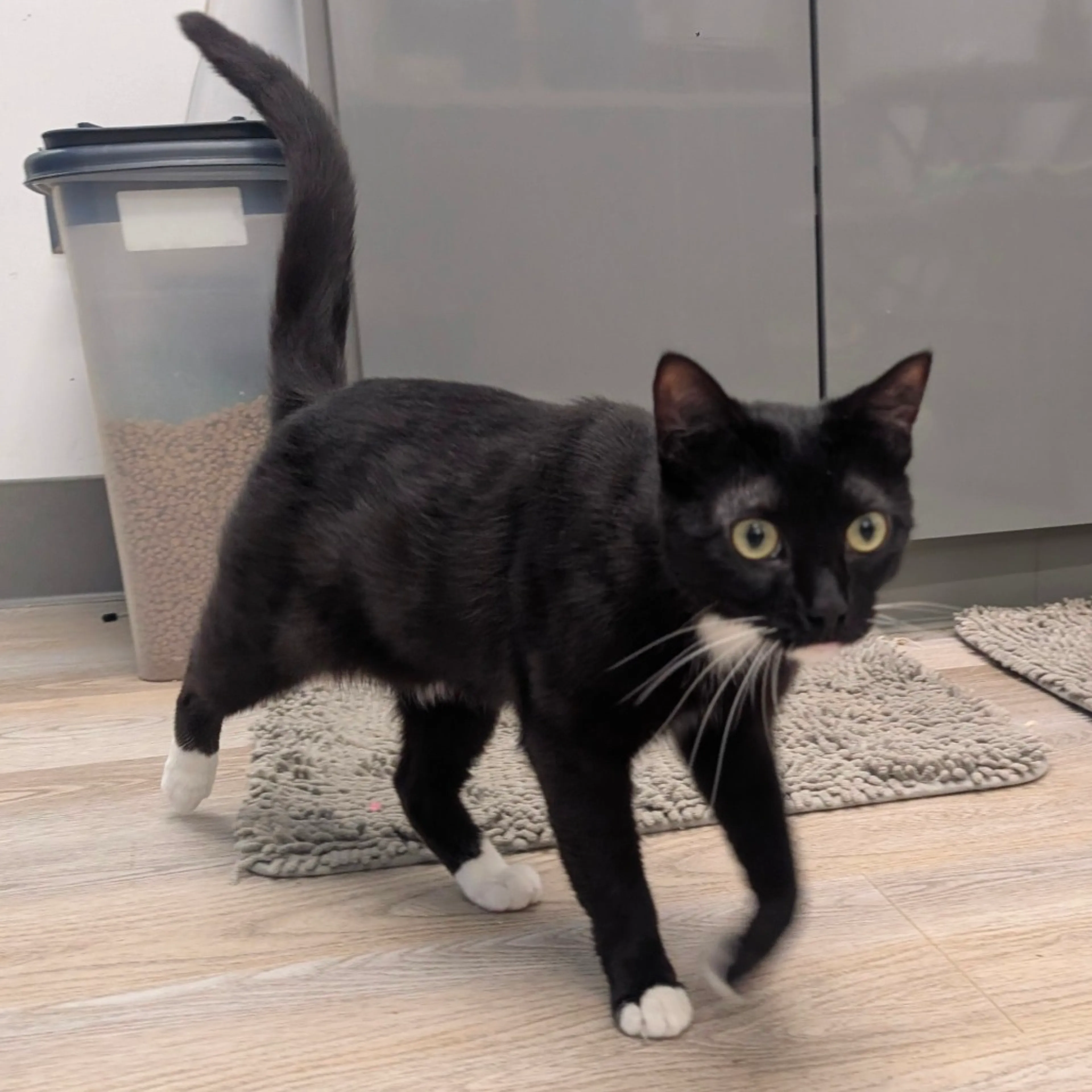 Found pet-1