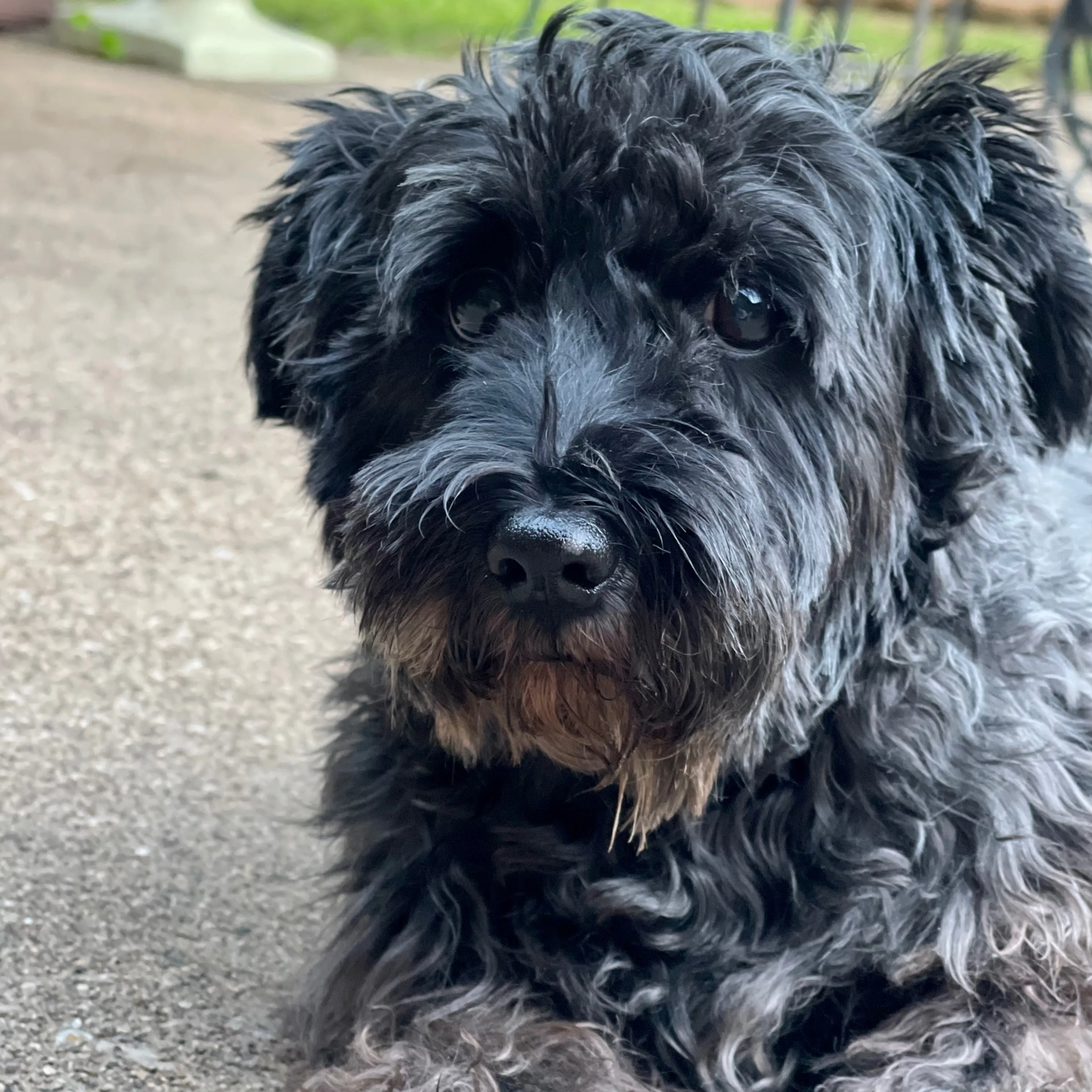 Lost pet-1