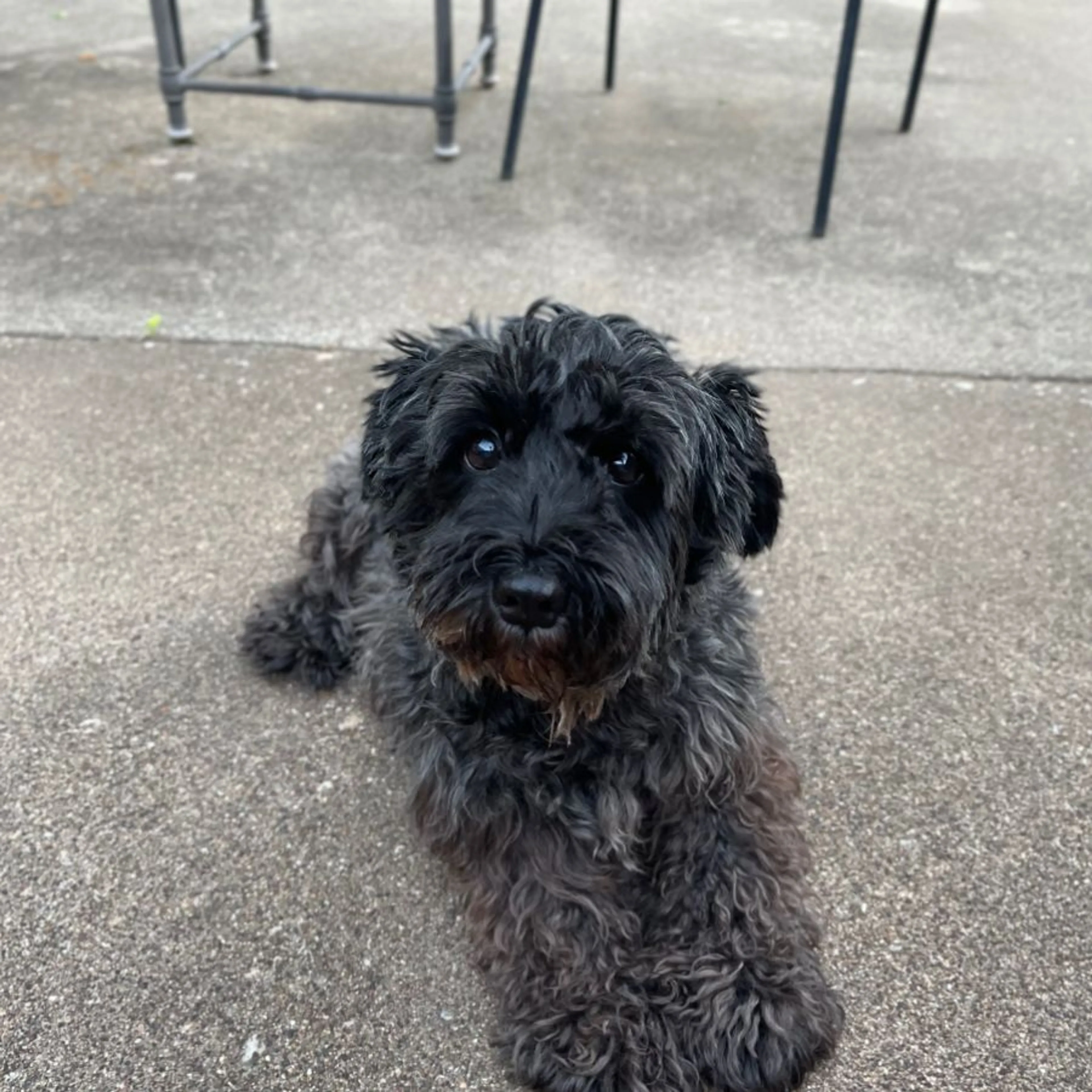 Lost pet-0