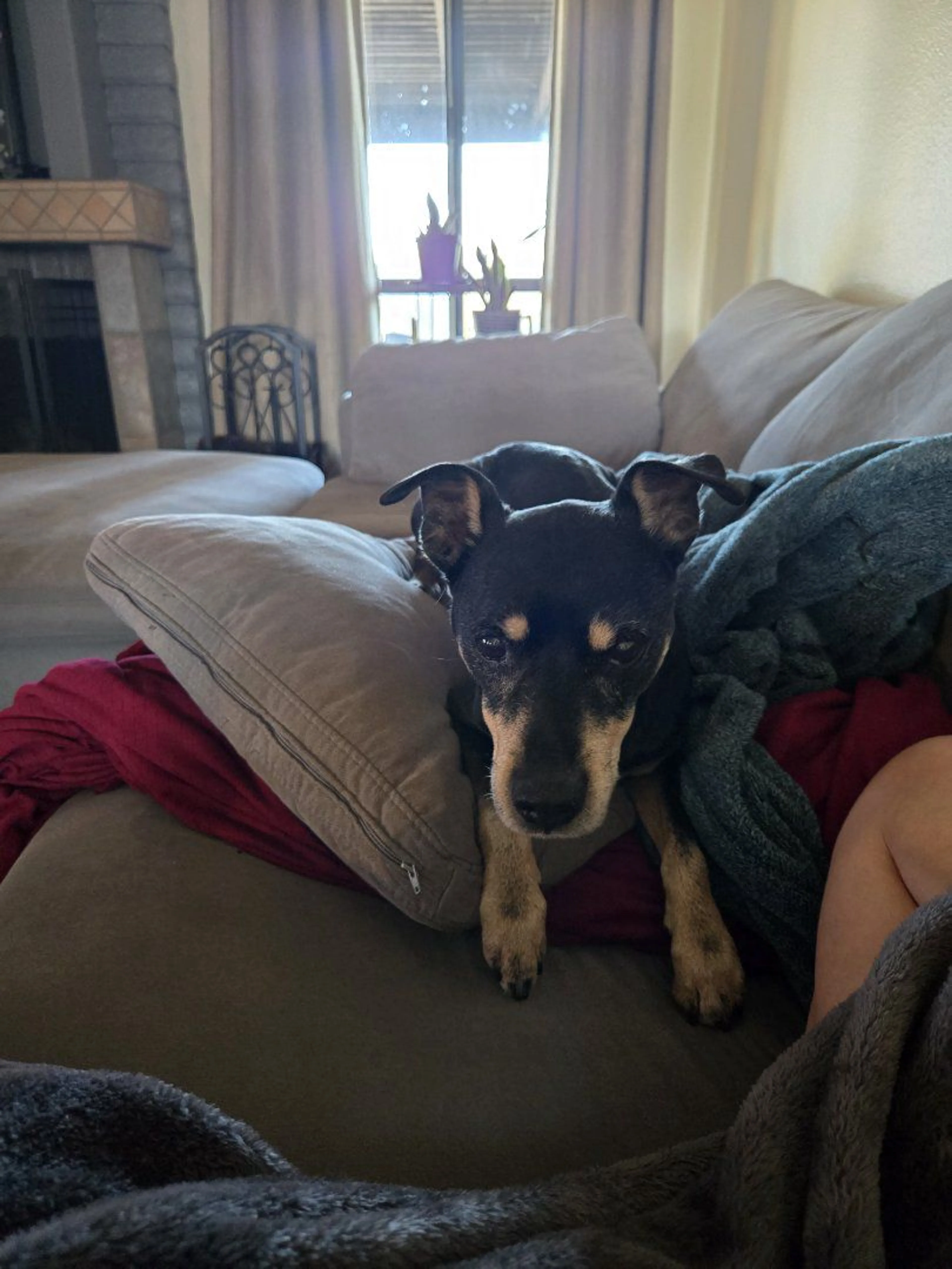 Lost pet-4