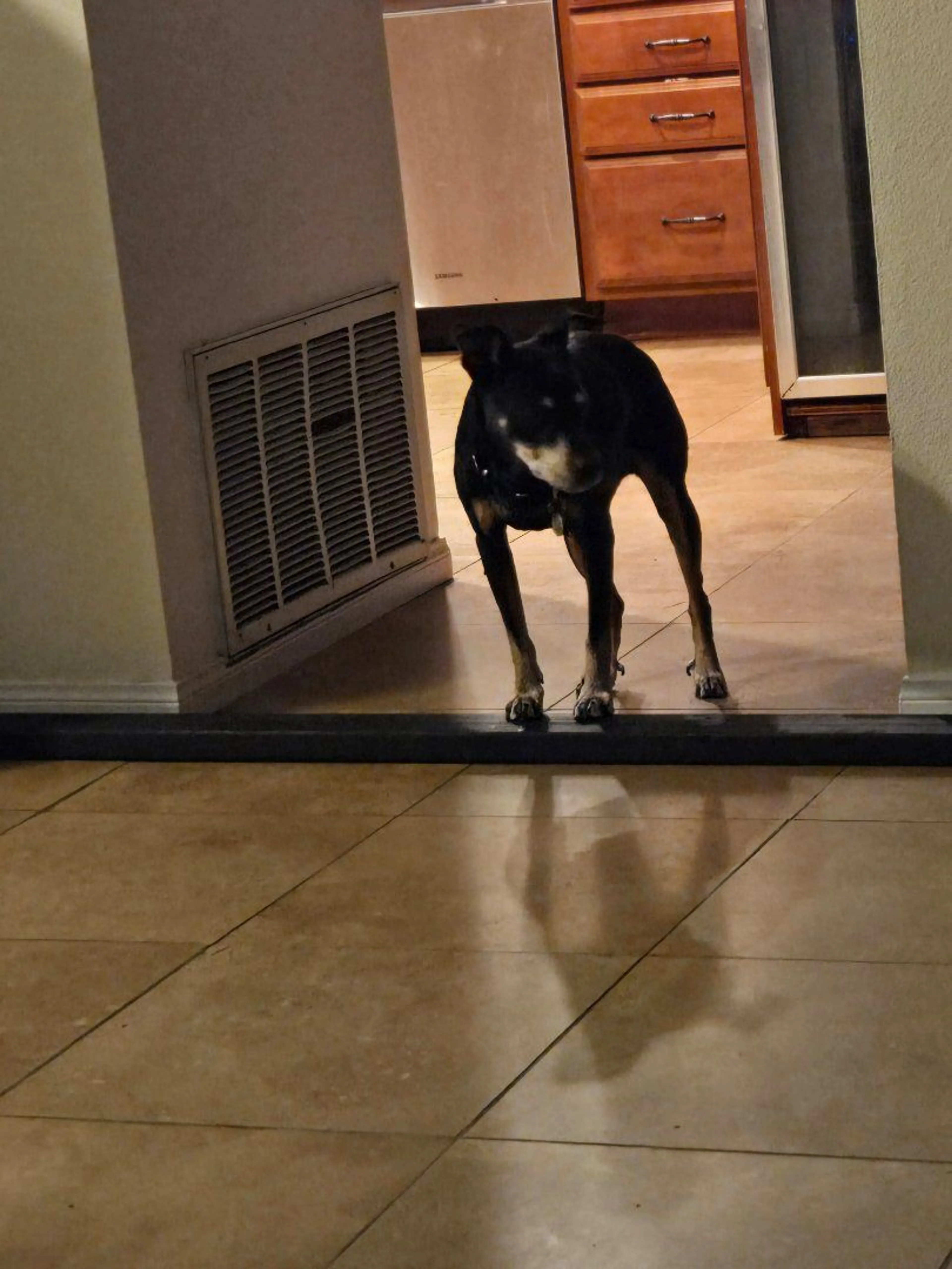 Lost pet-1