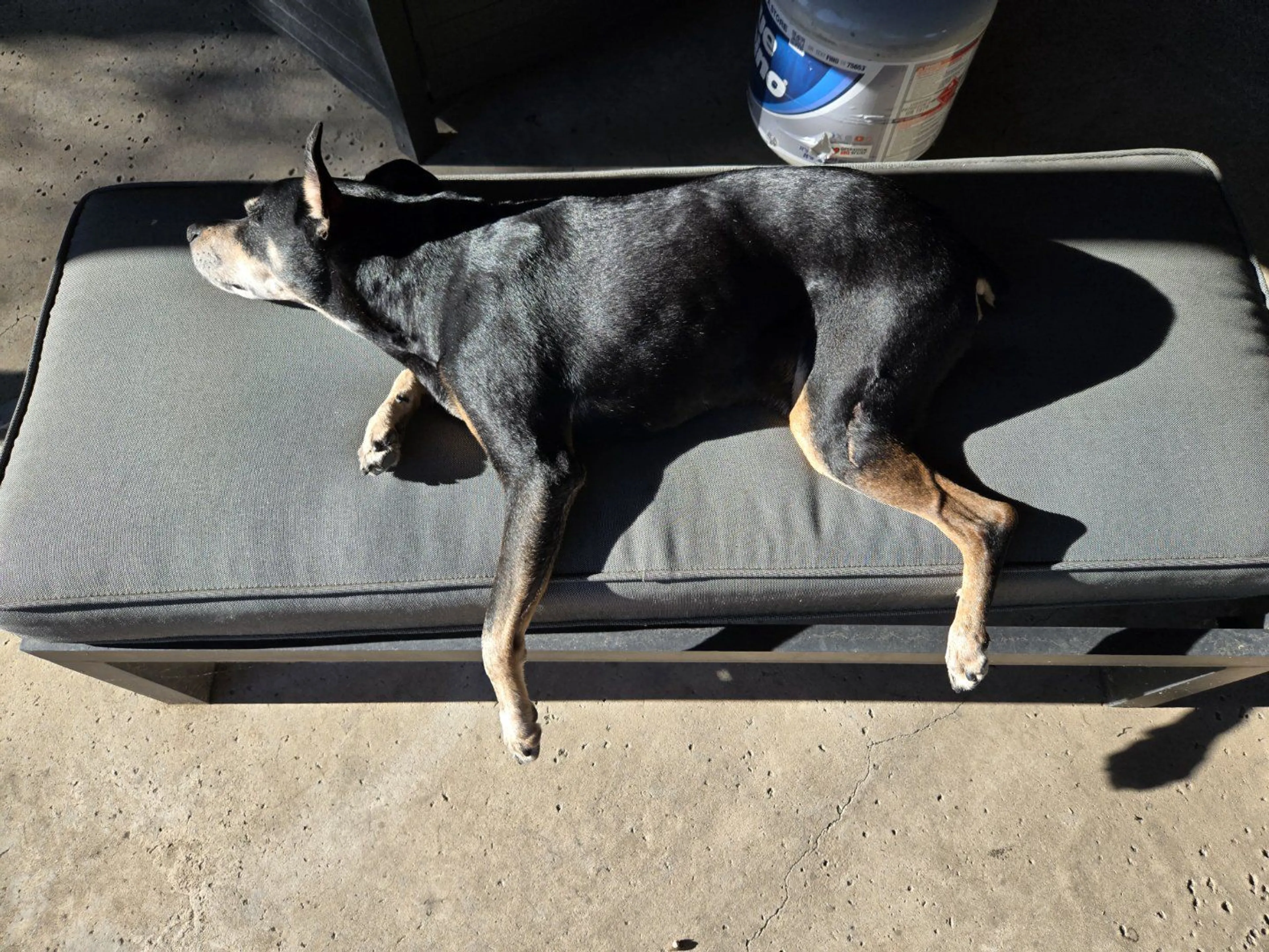 Lost pet-2