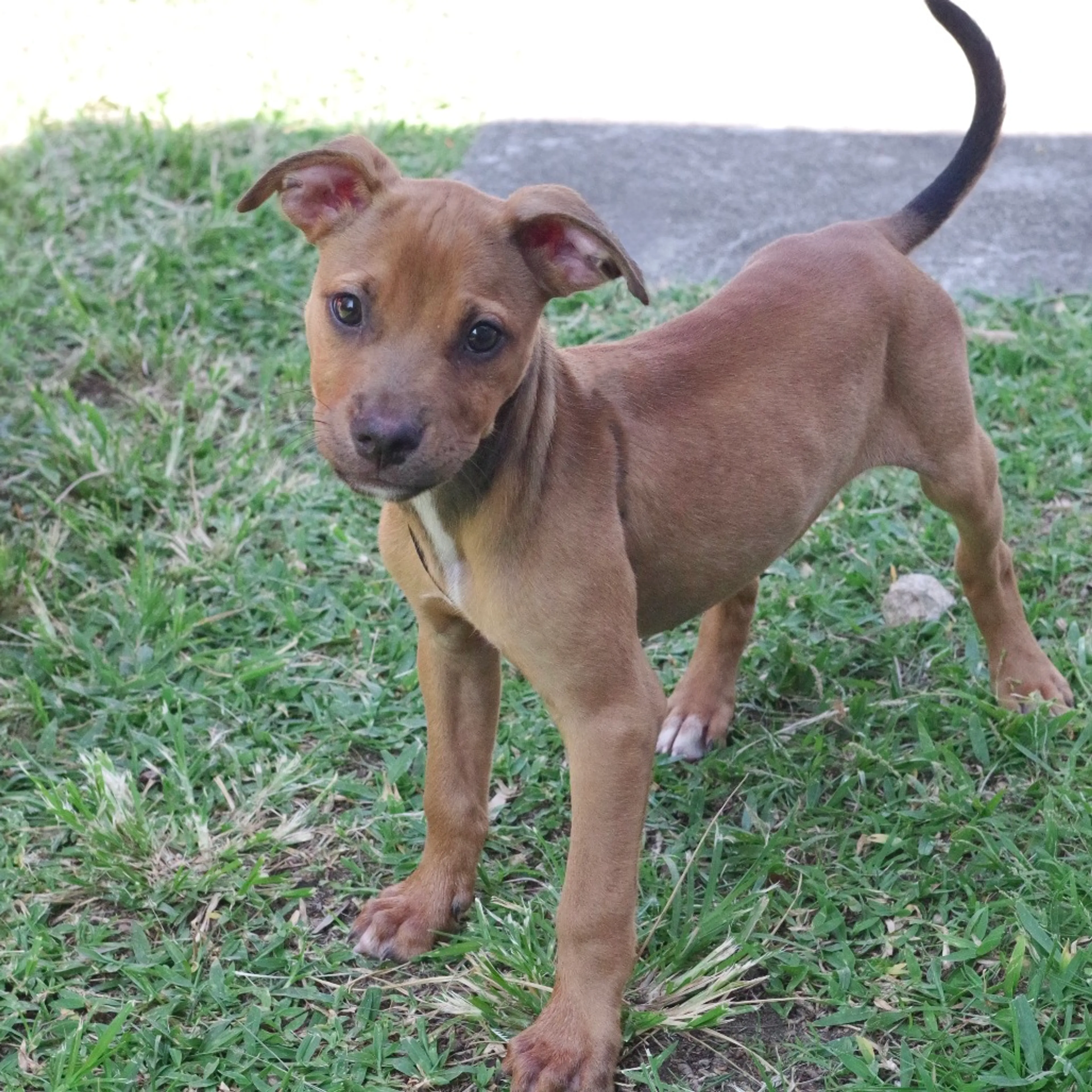 Found pet-4