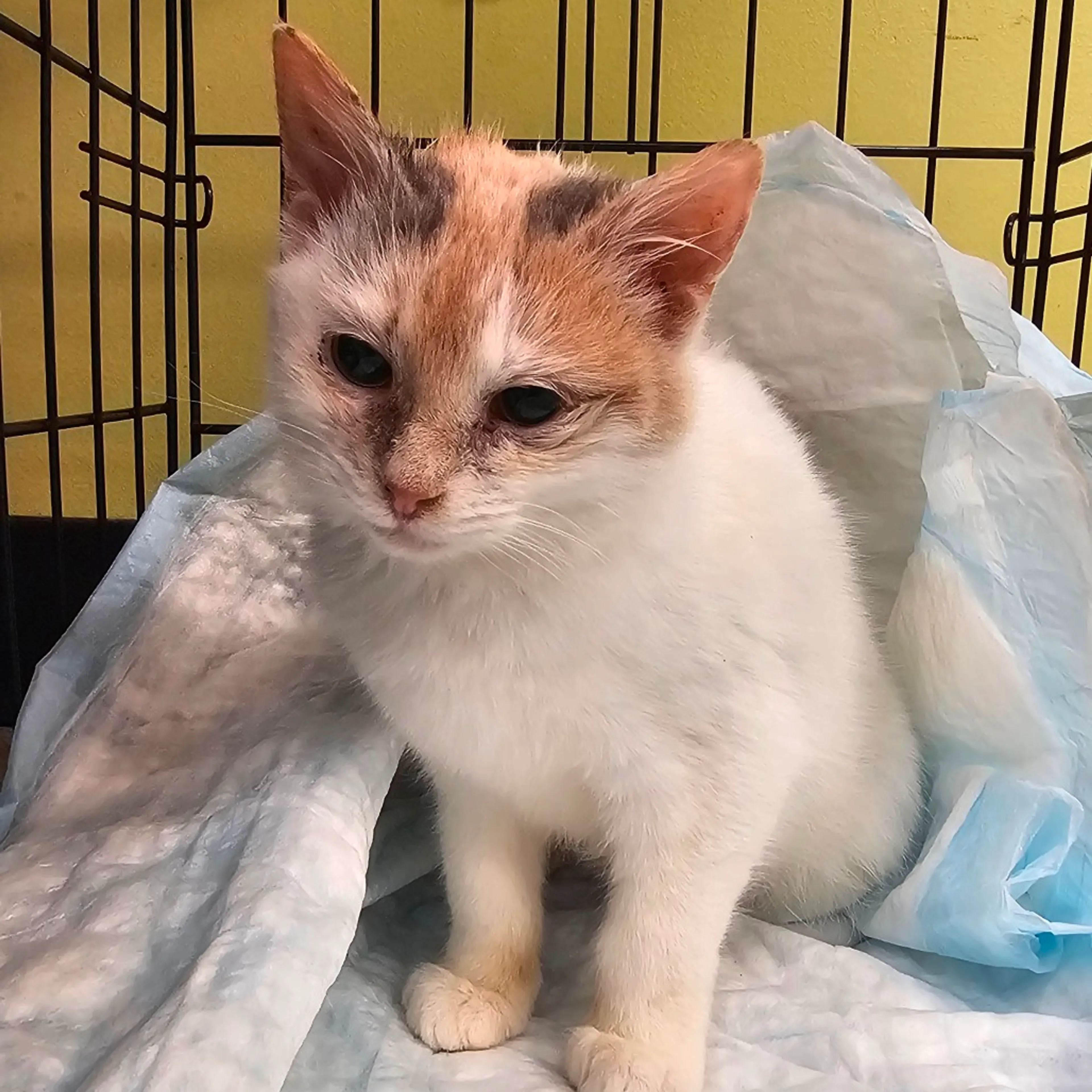Found pet-2