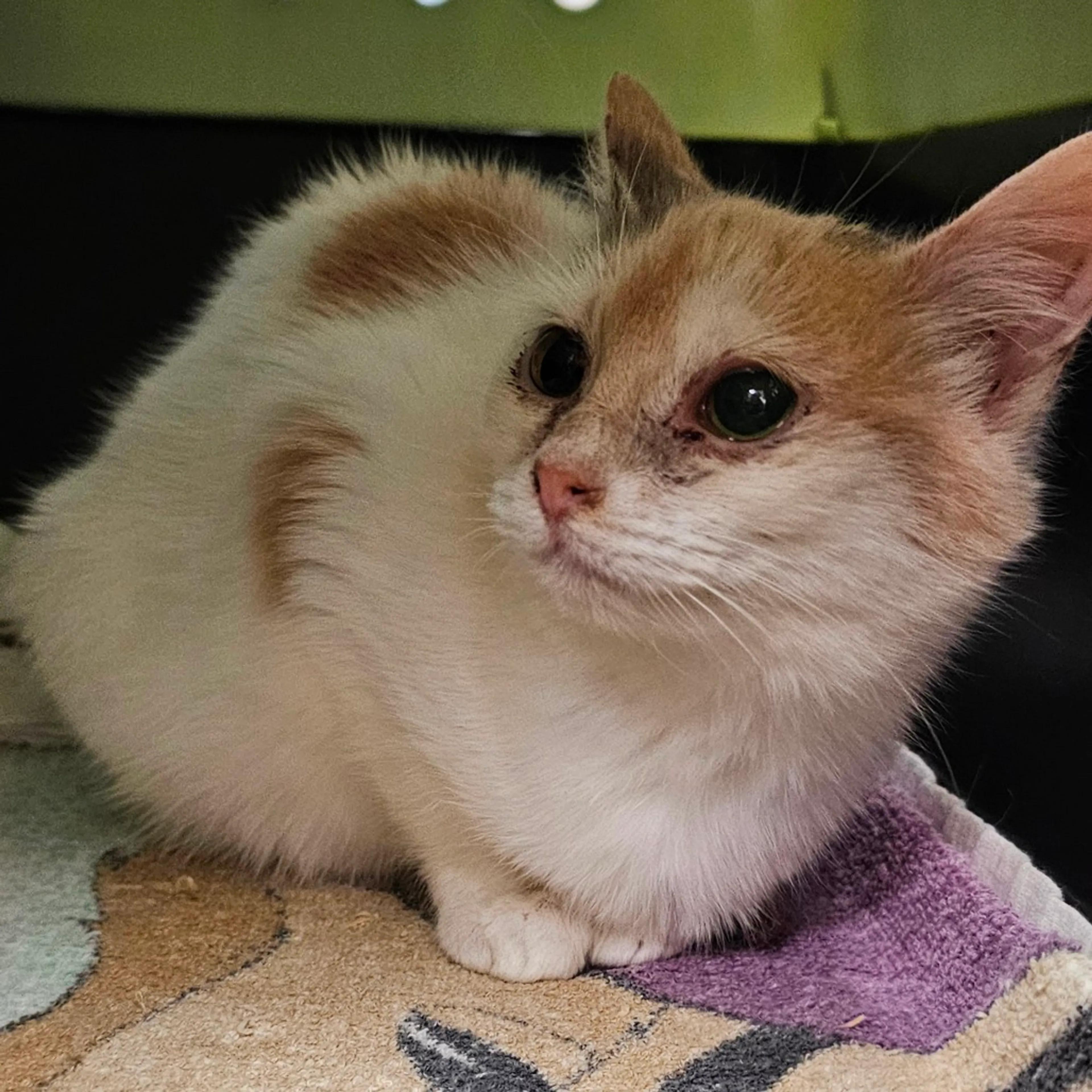 Found pet-1