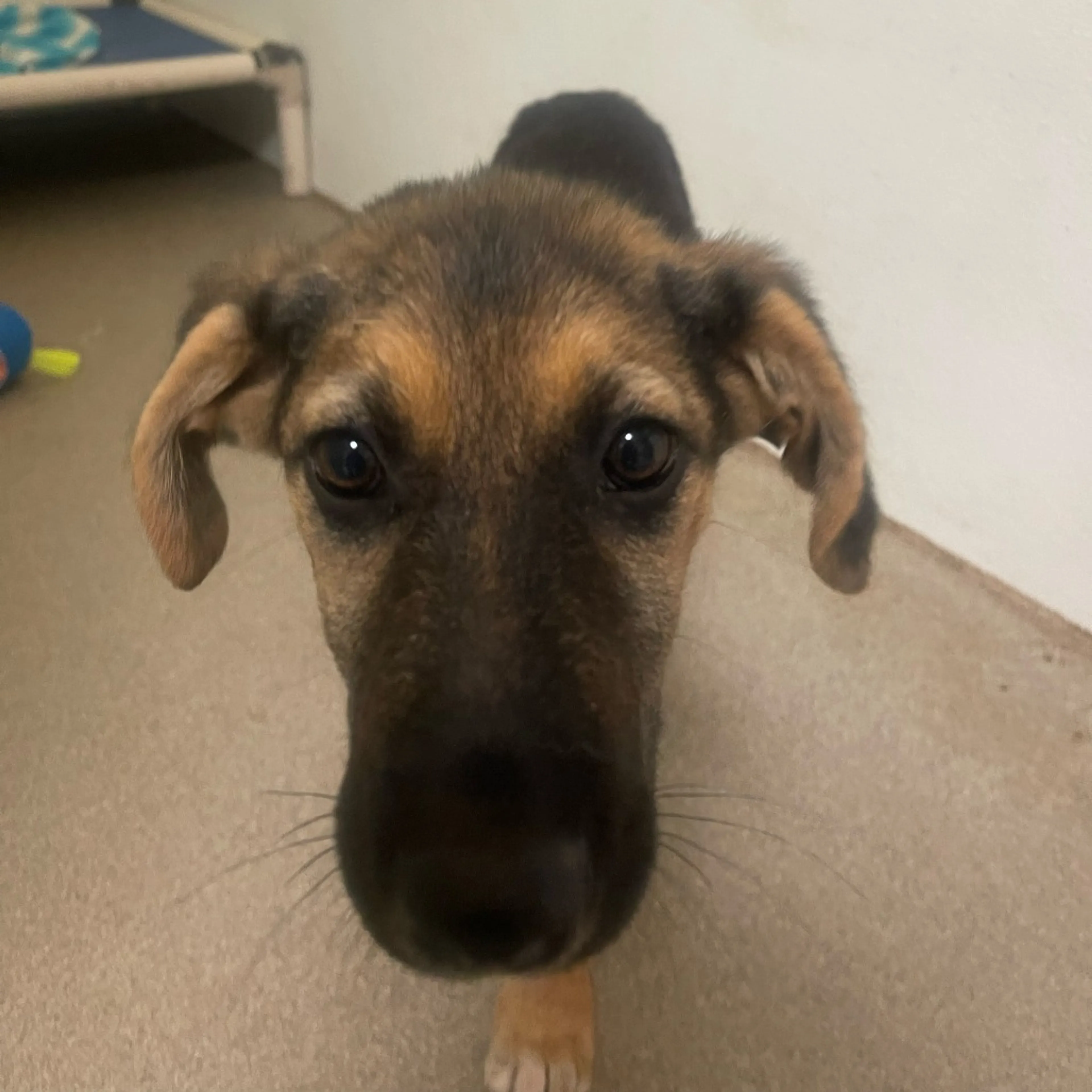 Found pet-1