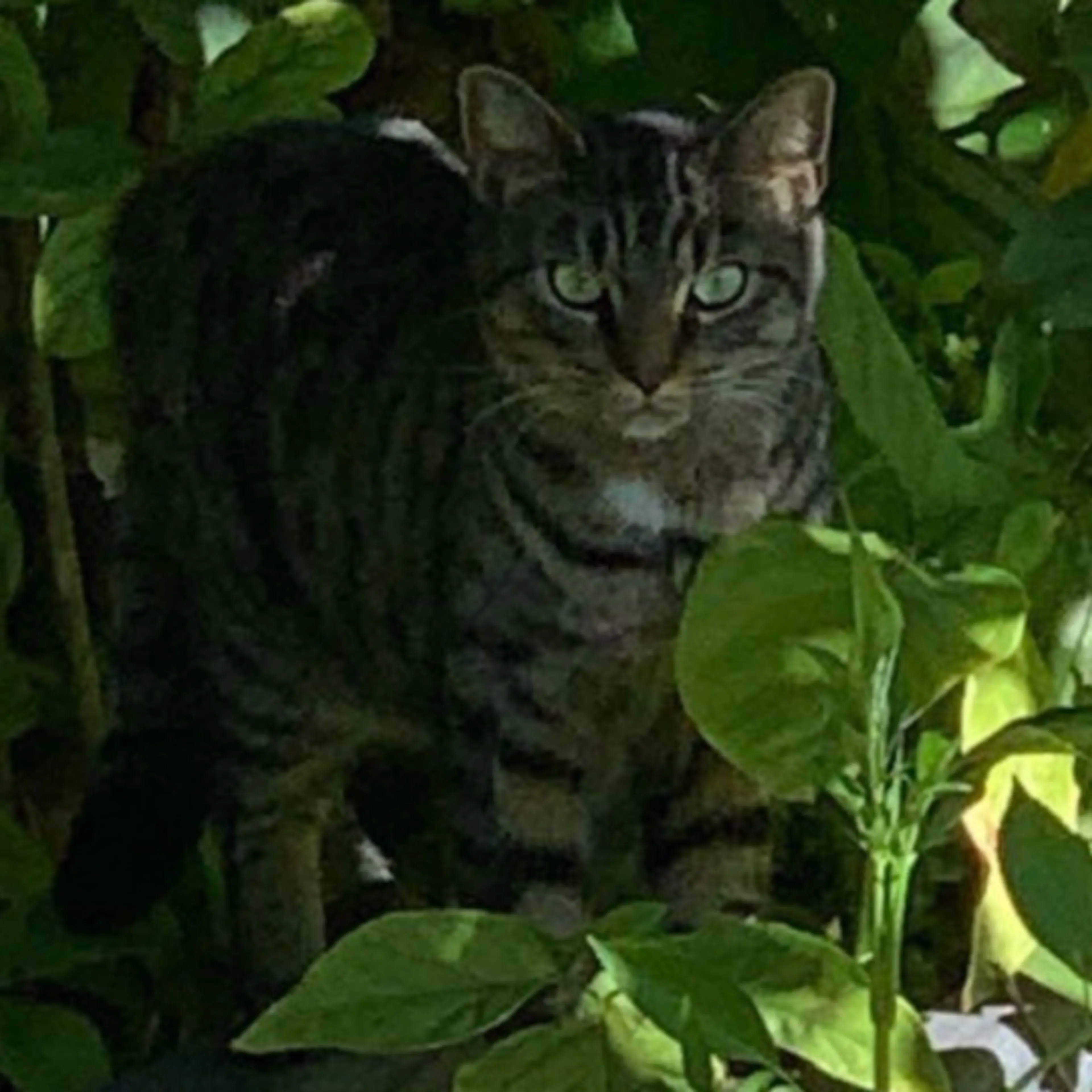 Lost pet
