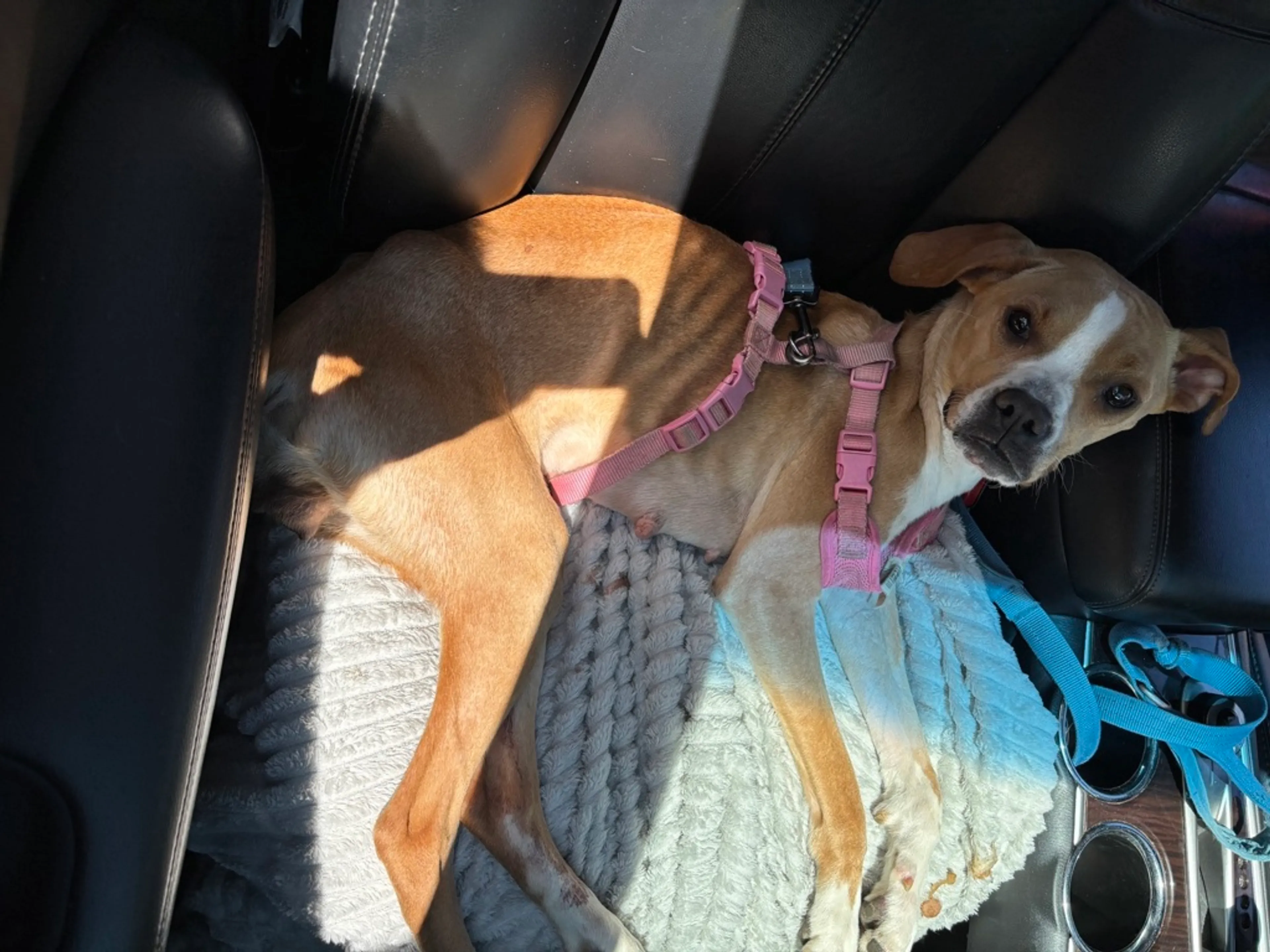 Found pet