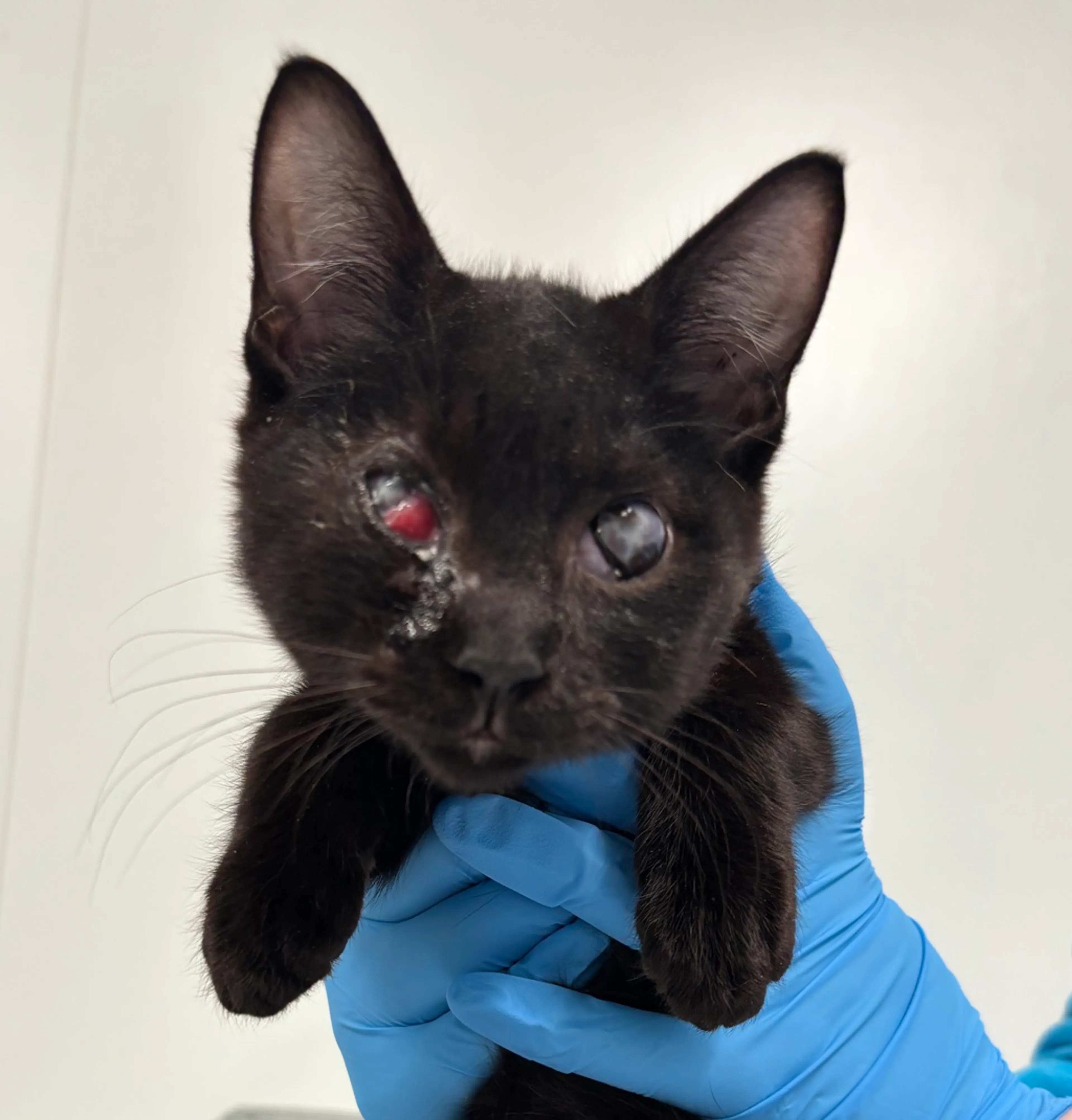 Found pet-1