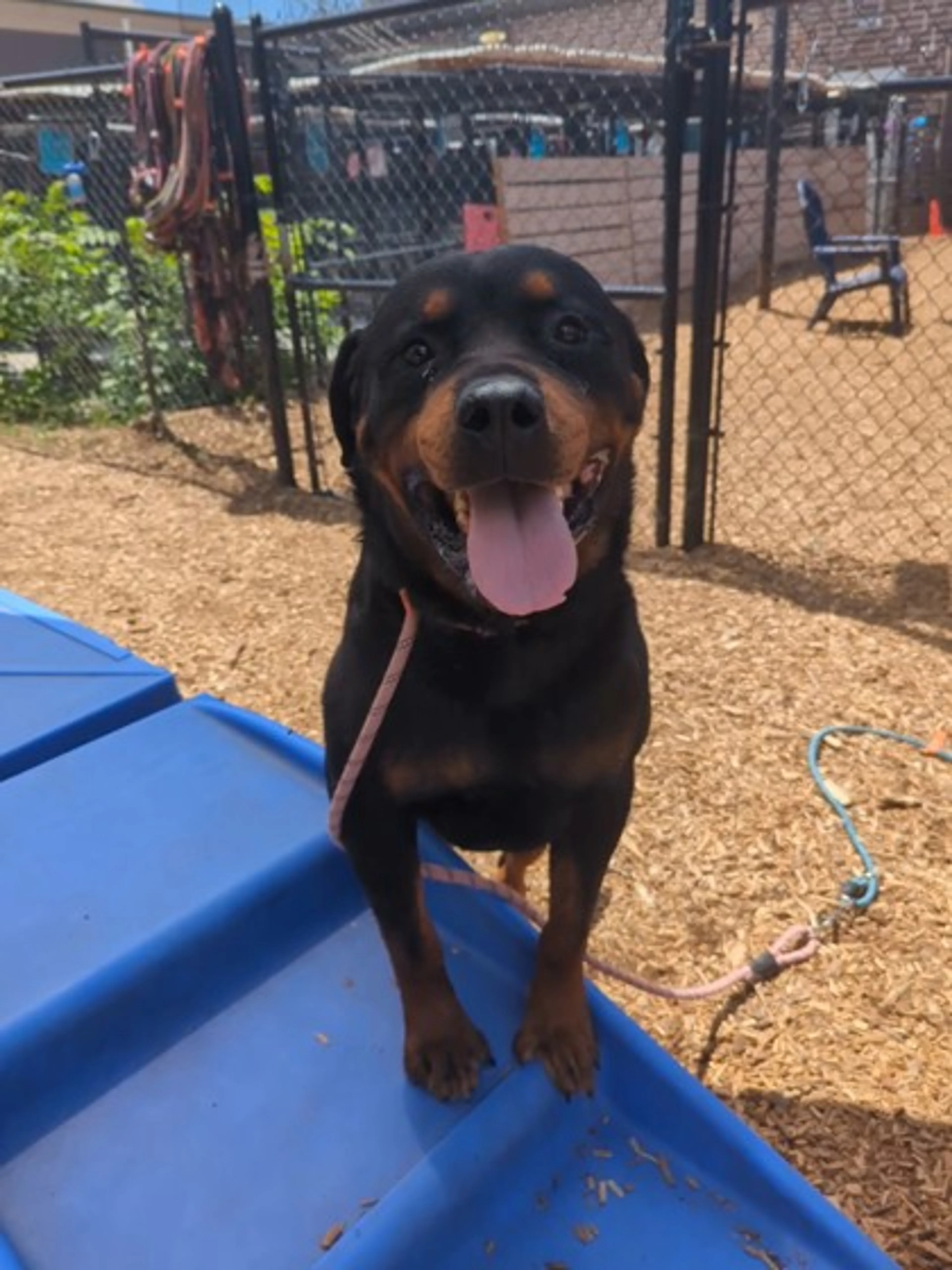 Found pet