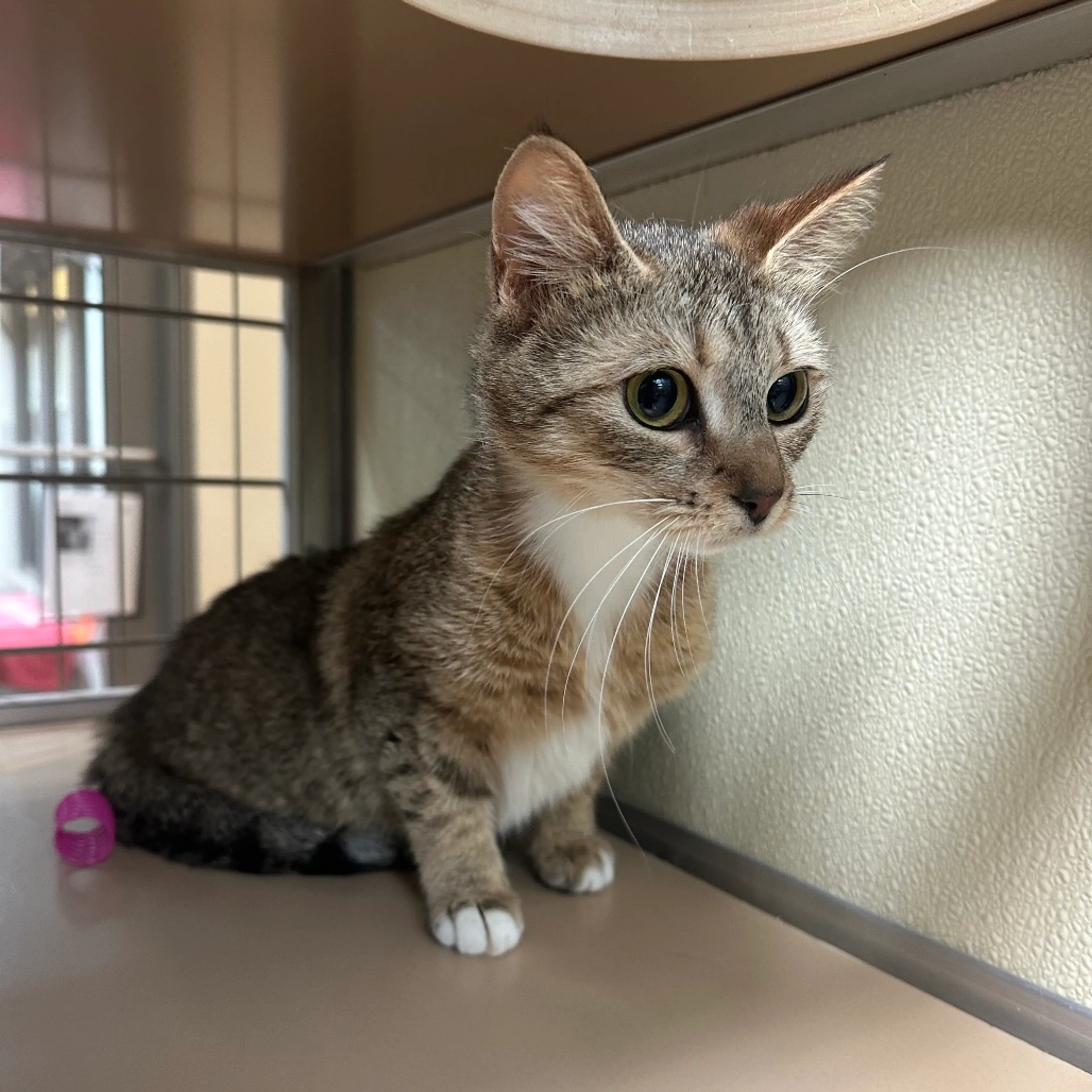 Found pet-1
