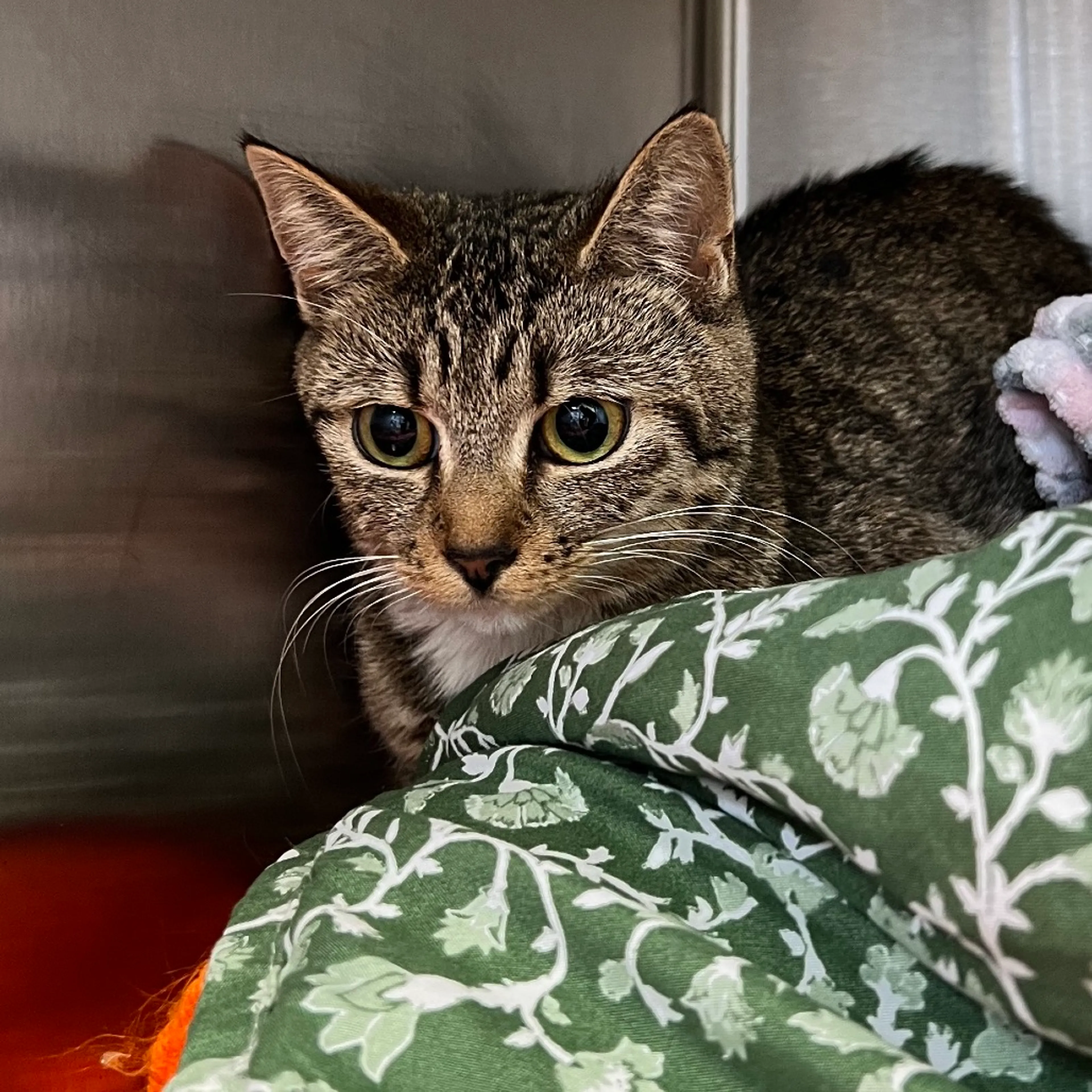 Found pet