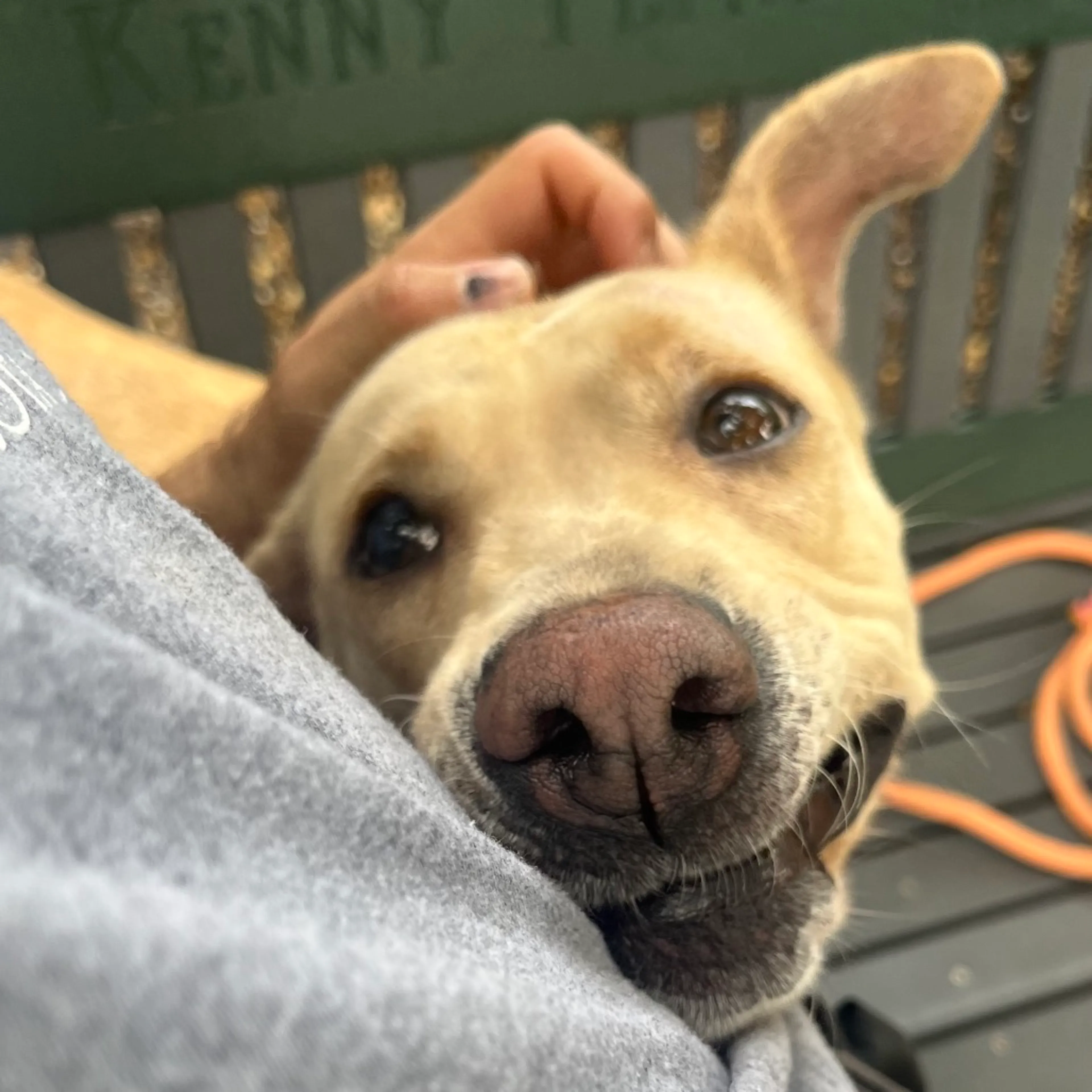 Found pet-11