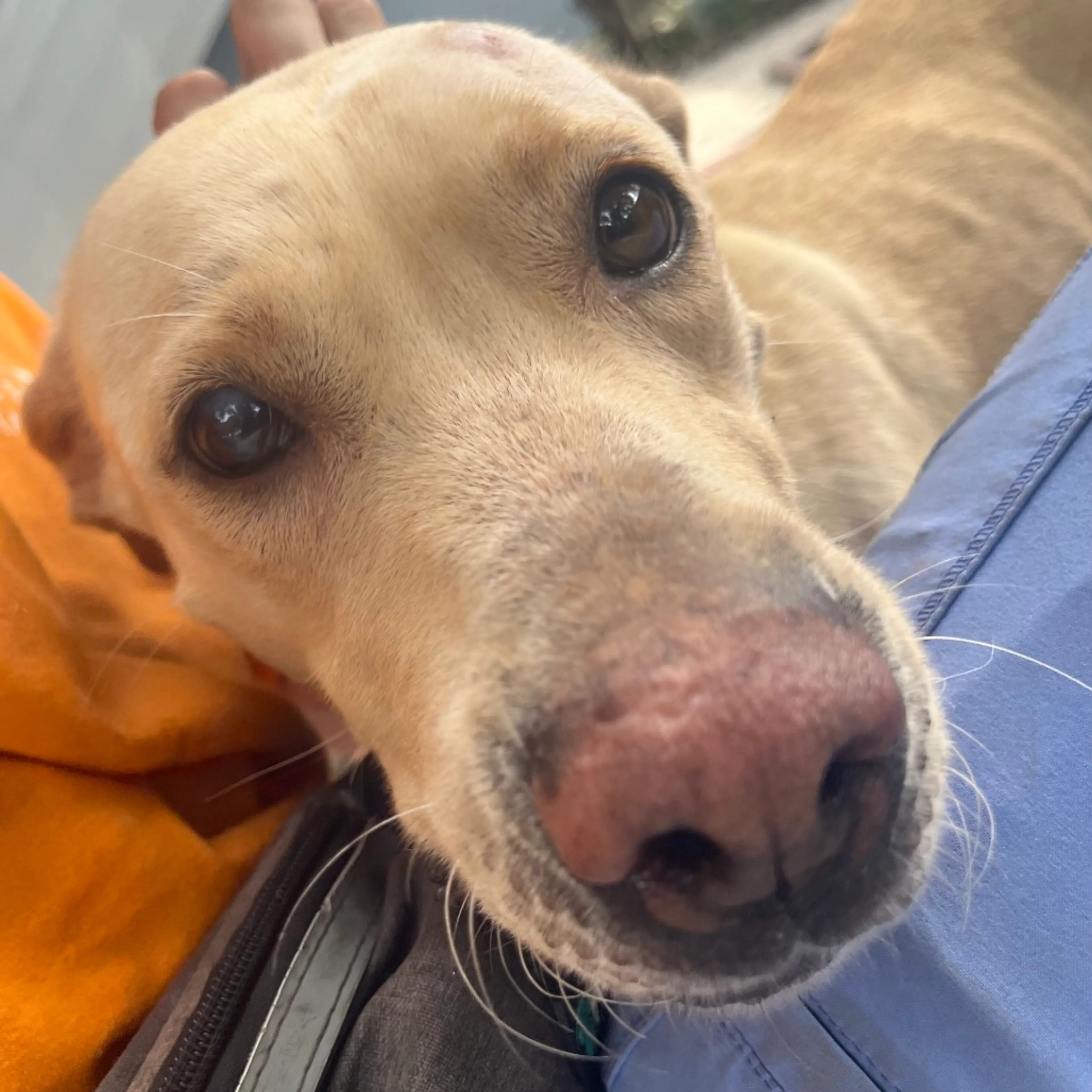 Found pet-2