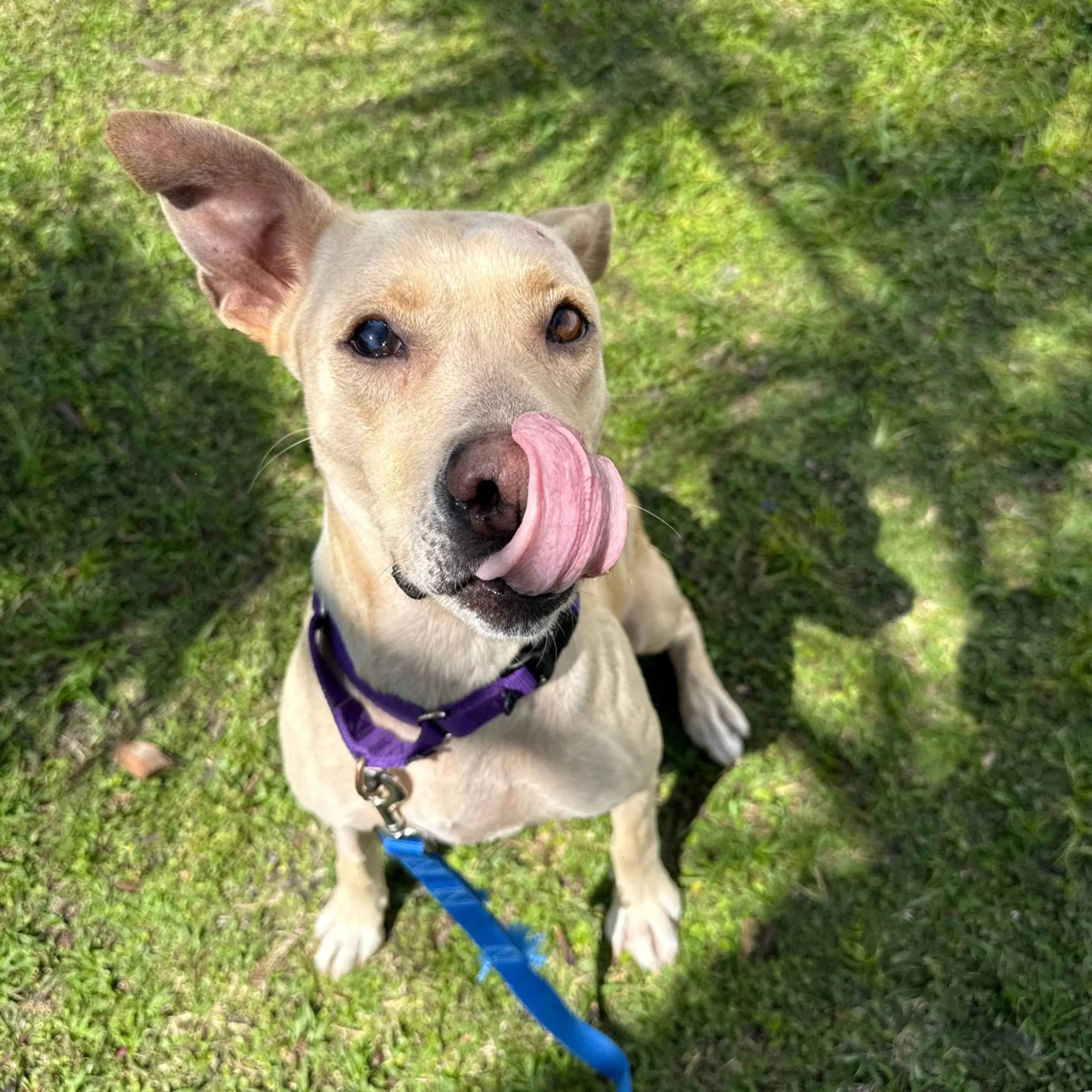 Found pet-6