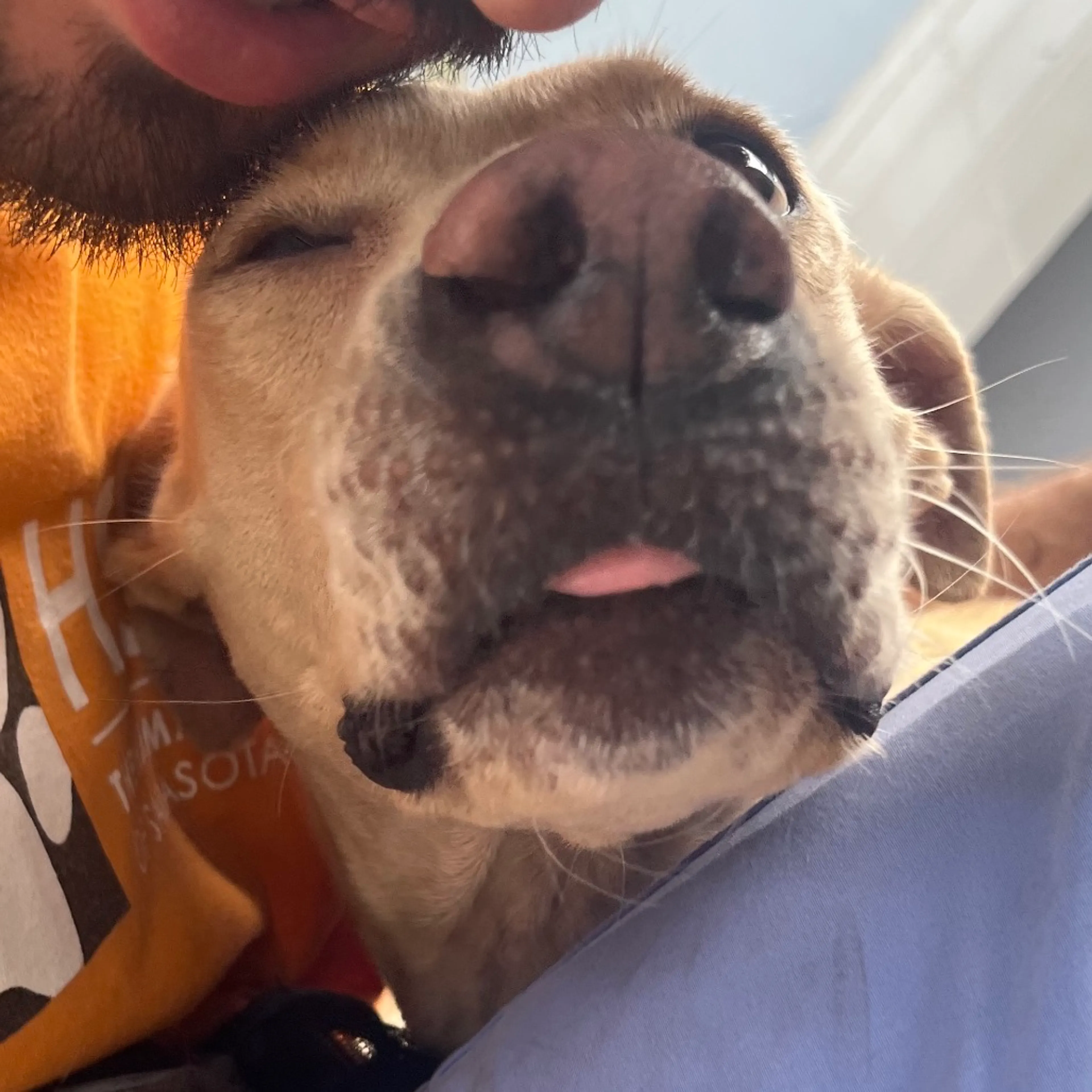 Found pet-5