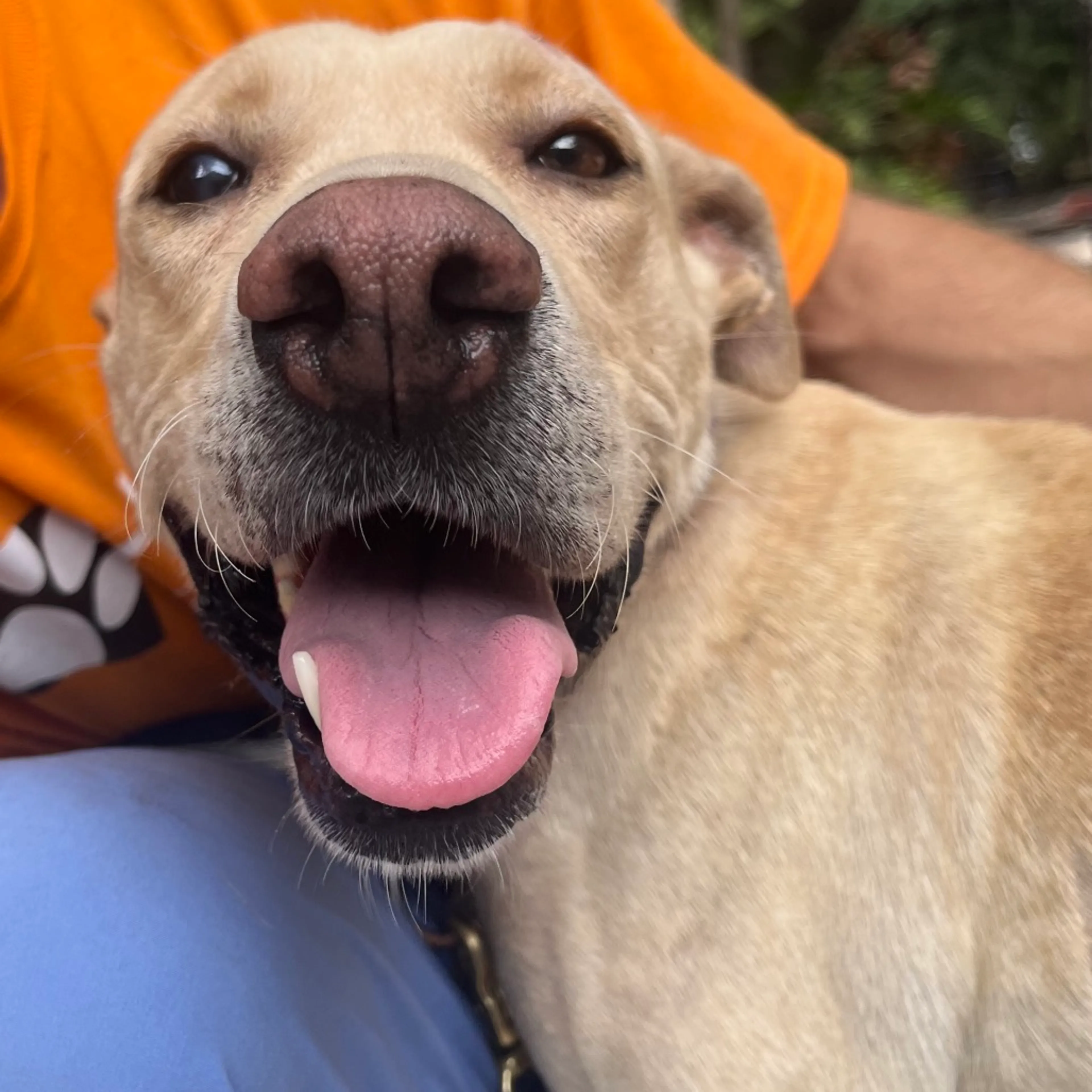 Found pet-4
